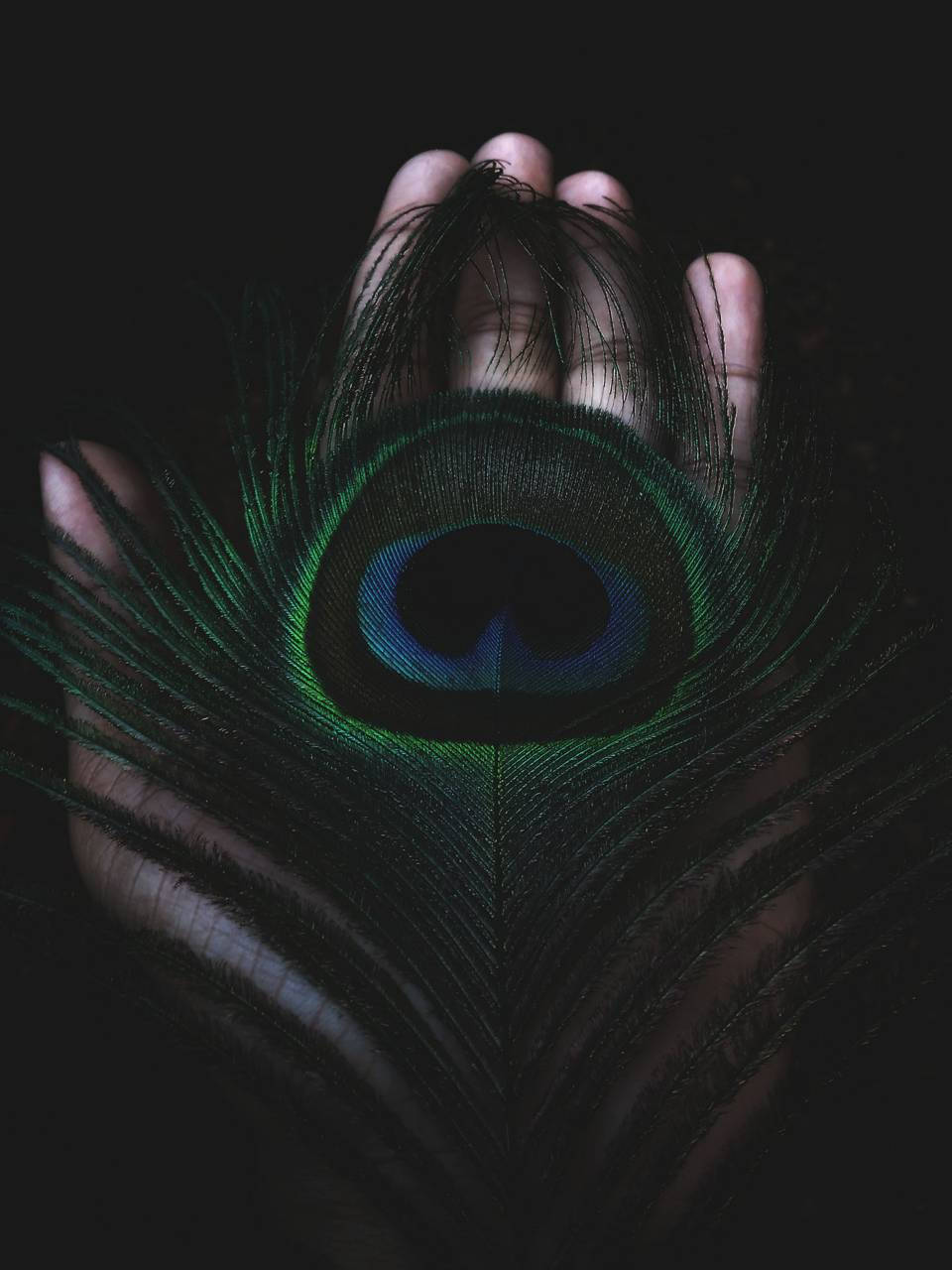 Dark Green Mor Pankh, peacock feather, iridescent blue and green eye pattern, HD Phone Wallpaper
