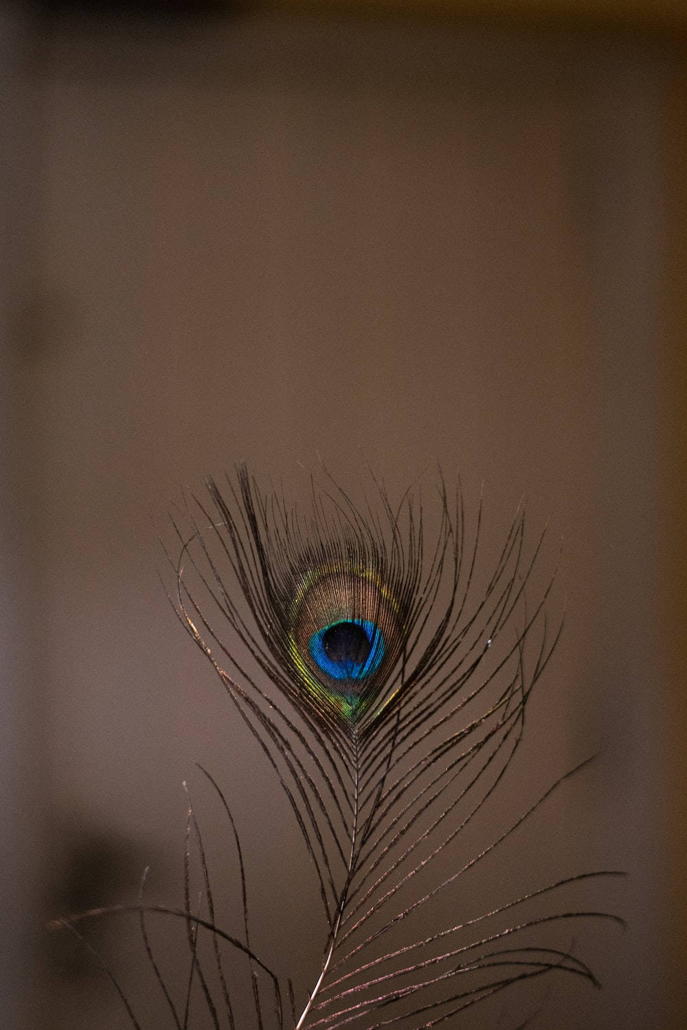 Mor Pankh, brown, peacock feather, HD Phone Wallpaper