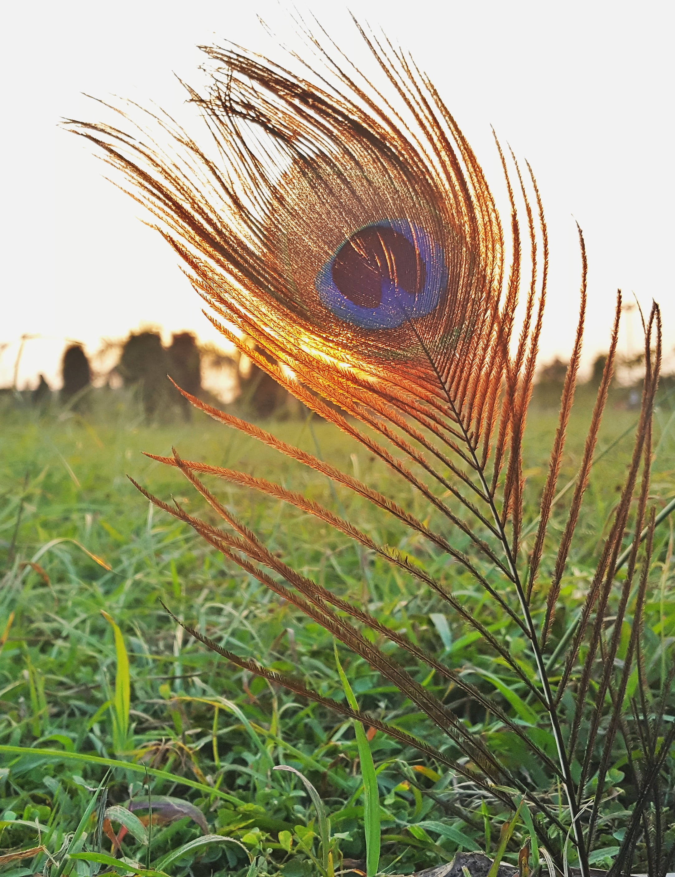Mor Pankh, peacock feather, golden light, 2K Phone Wallpaper