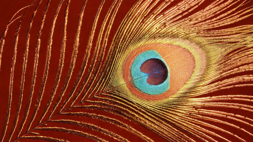 Mor Pankh, golden stem, peacock feather, SD Desktop Wallpaper