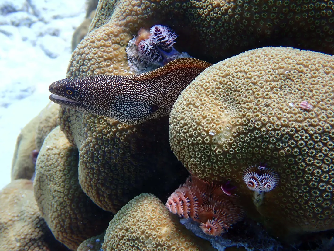 Moray eel