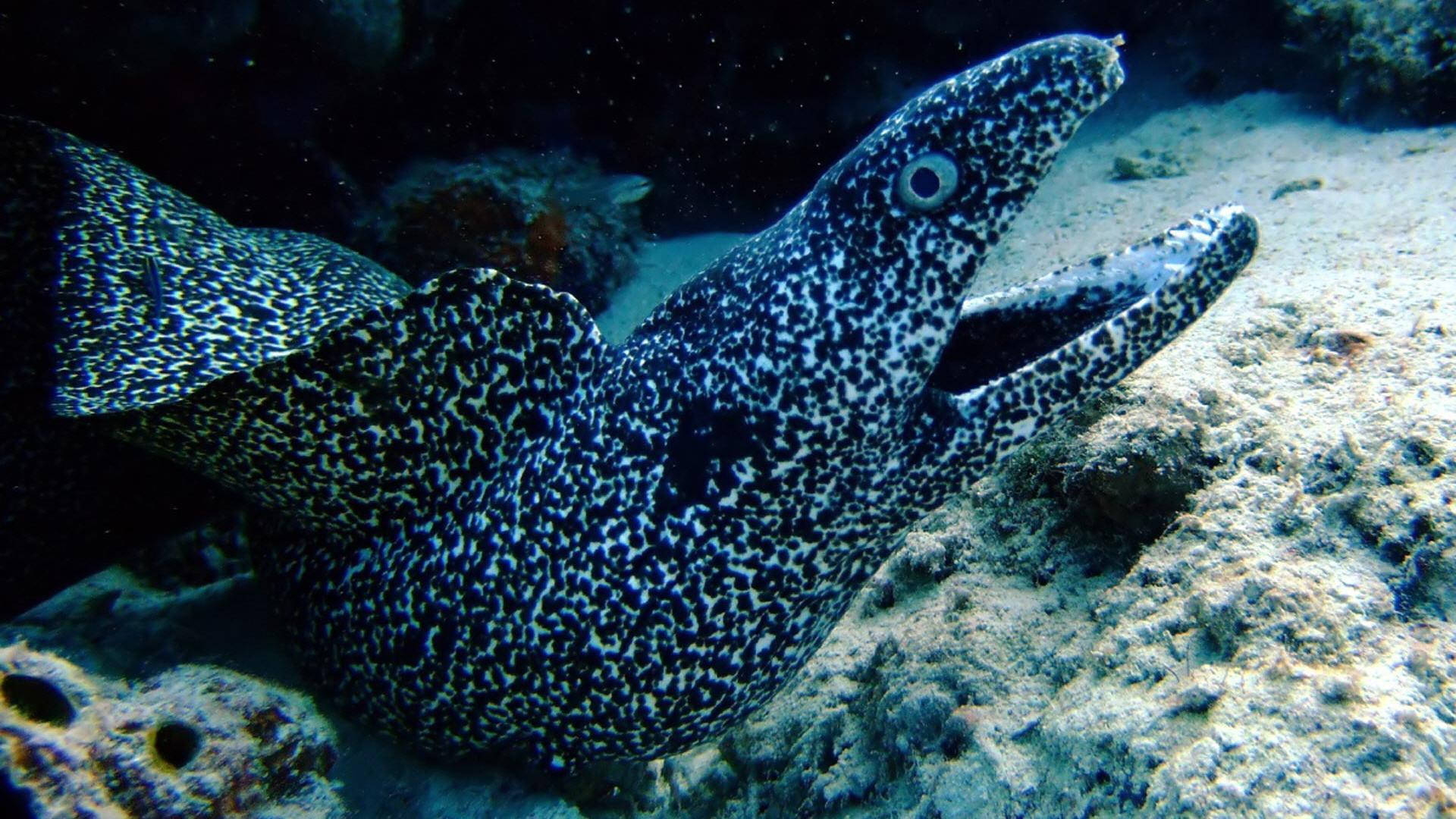 spotted moray eel, open mouth, sandy ocean floor, Full HD Desktop Wallpaper