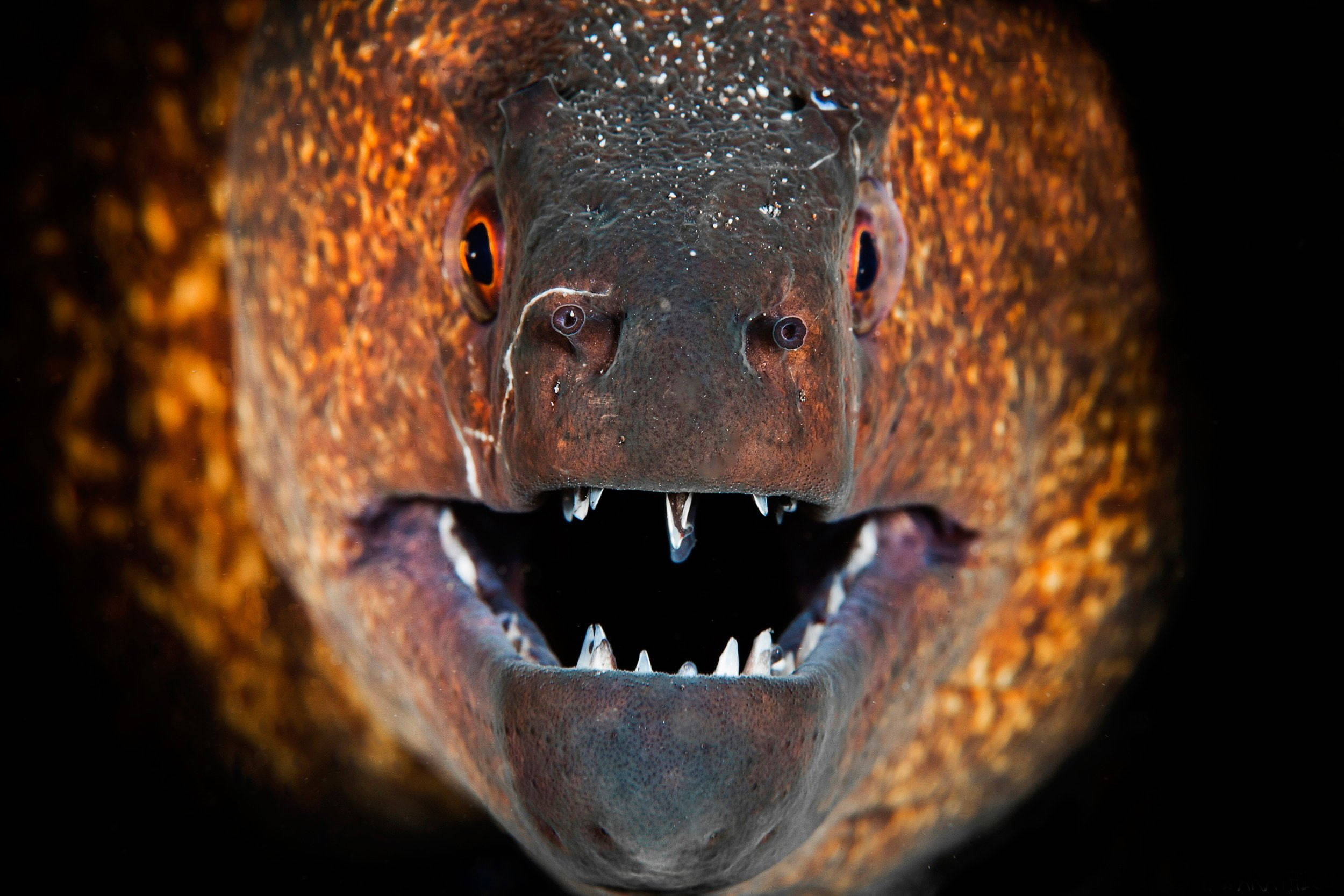 moray eel, glowing orange eyes, sharp teeth, Full HD Desktop Wallpaper