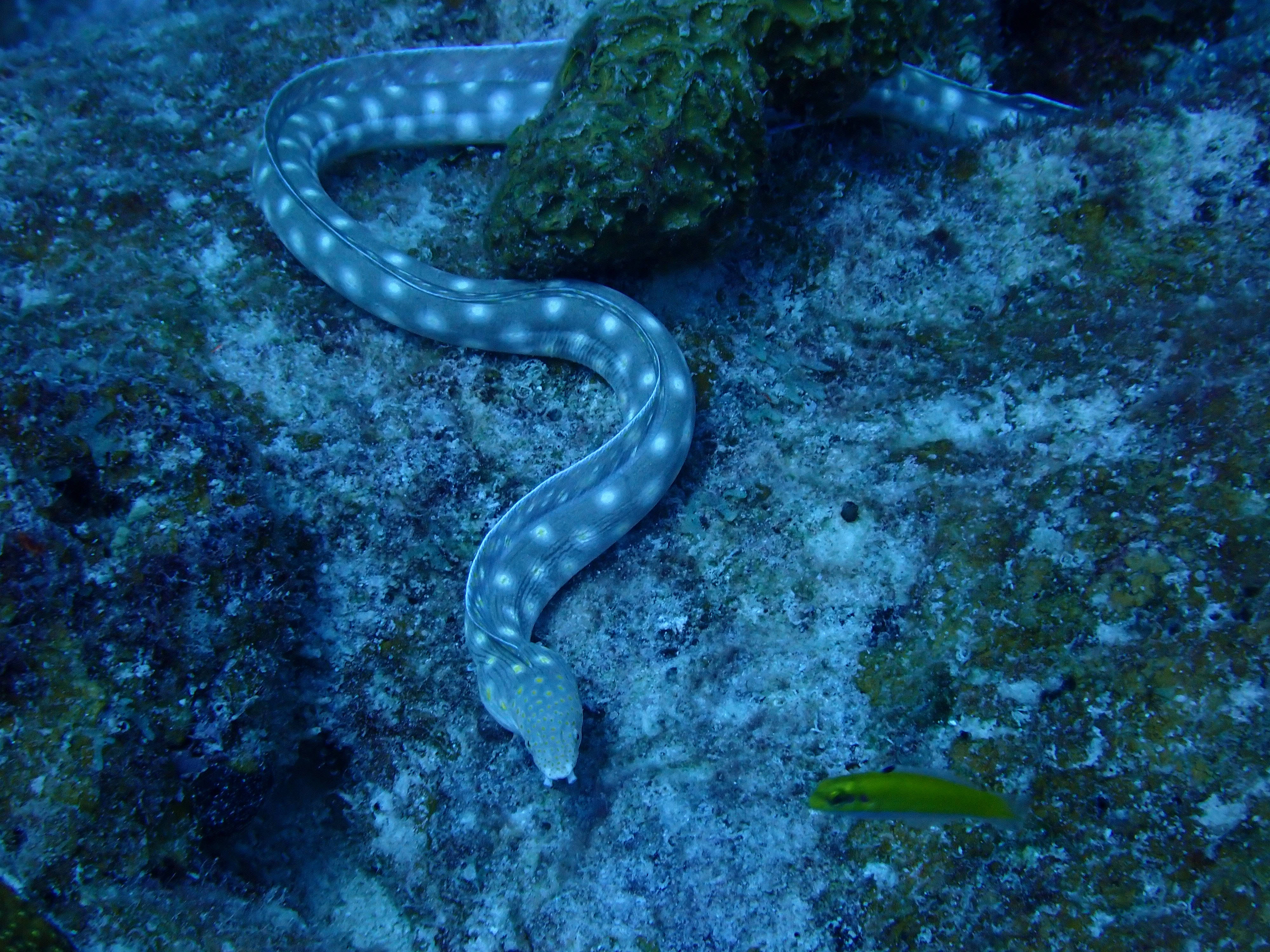 Sharptail Eel Fish, spotted moray eel, textured coral reef floor, 4K Desktop Wallpaper