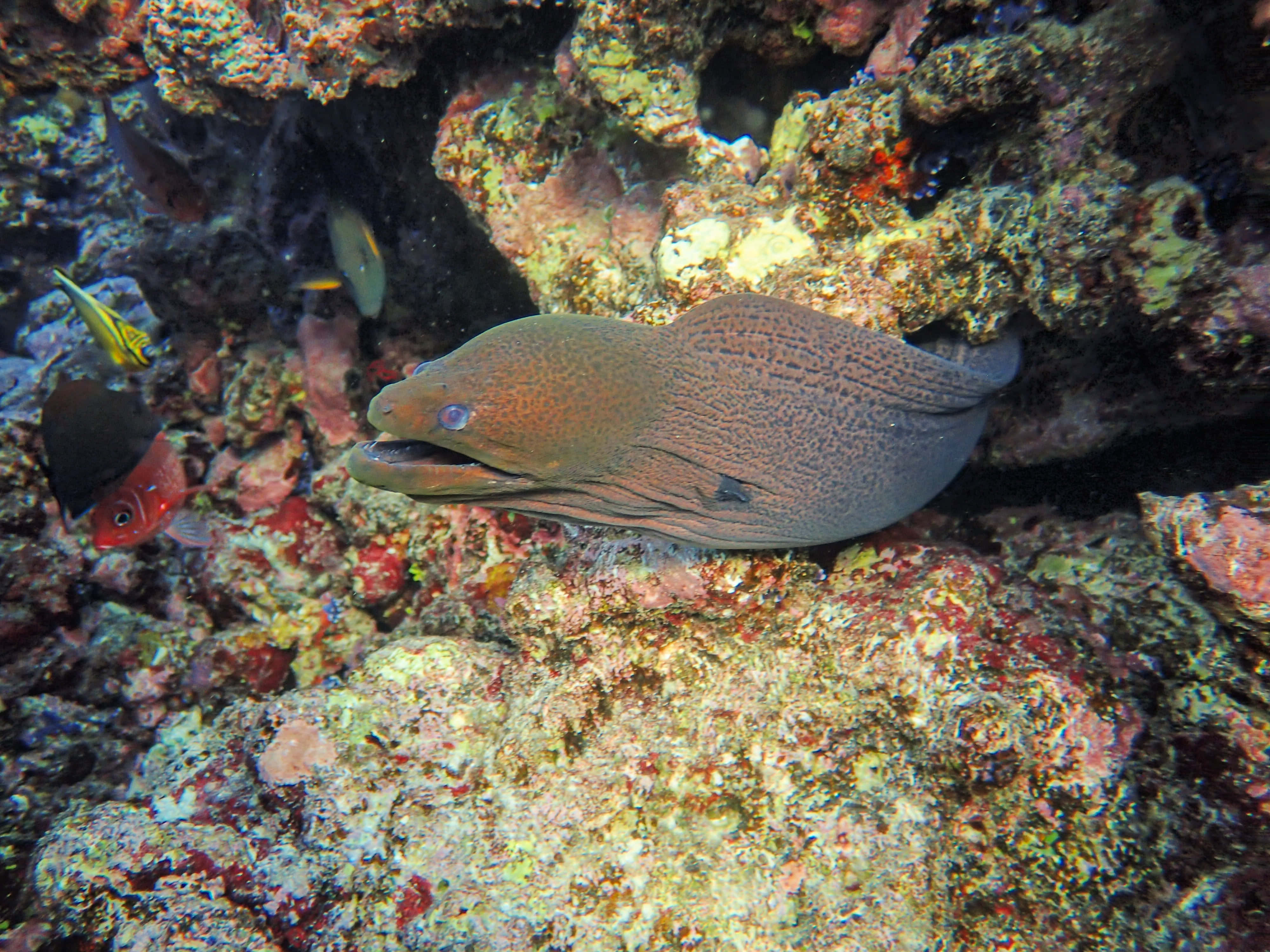 moray eel, coral reef, speckled brown skin, 4K Desktop Wallpaper