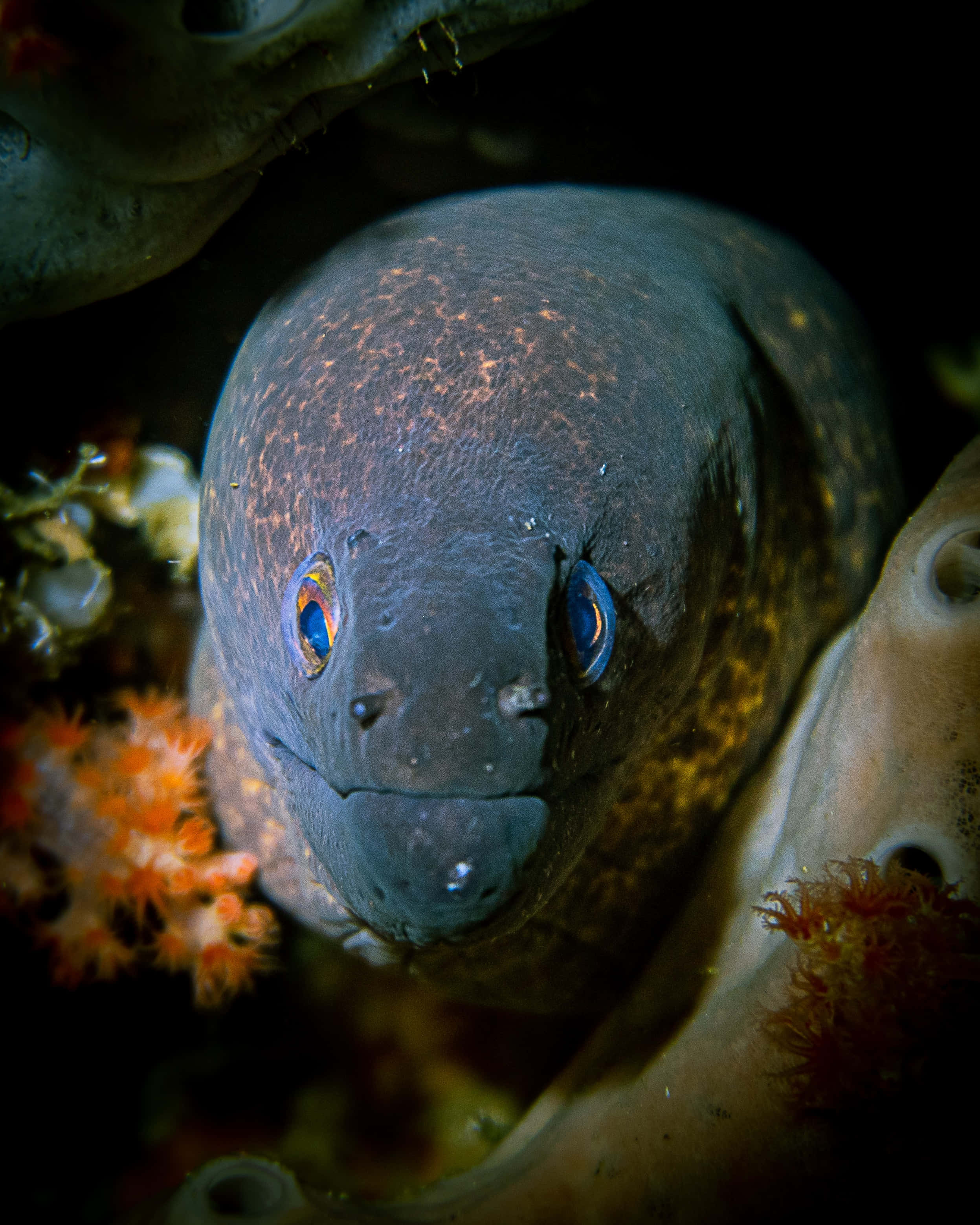moray eel, coral reef, blue eyes, 2K Phone Wallpaper