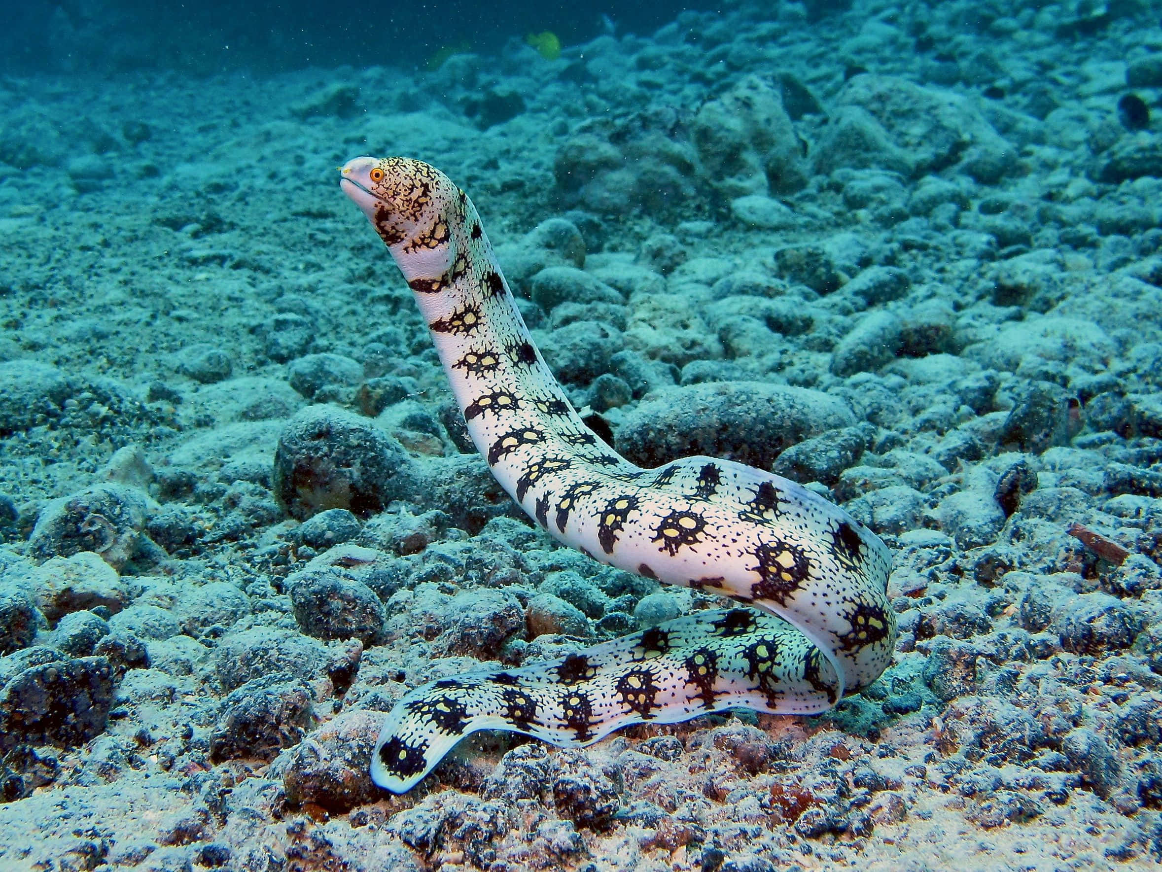 spotted moray eel, black and yellow markings, rocky ocean floor, Full HD Desktop Wallpaper