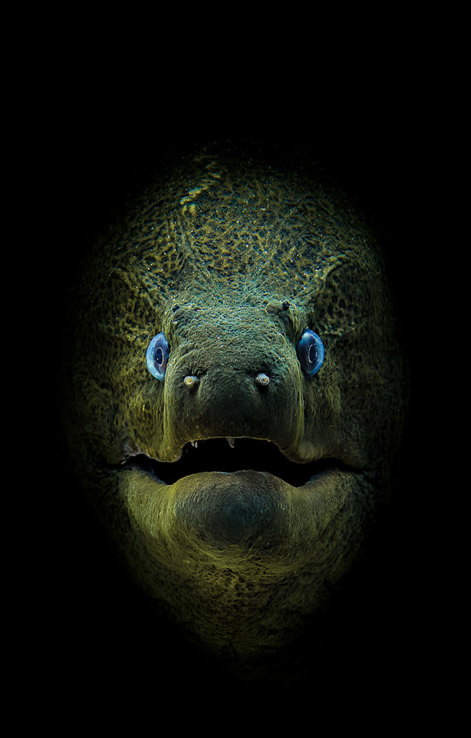 moray eel, glowing blue eyes, open mouth, Full HD Phone Wallpaper