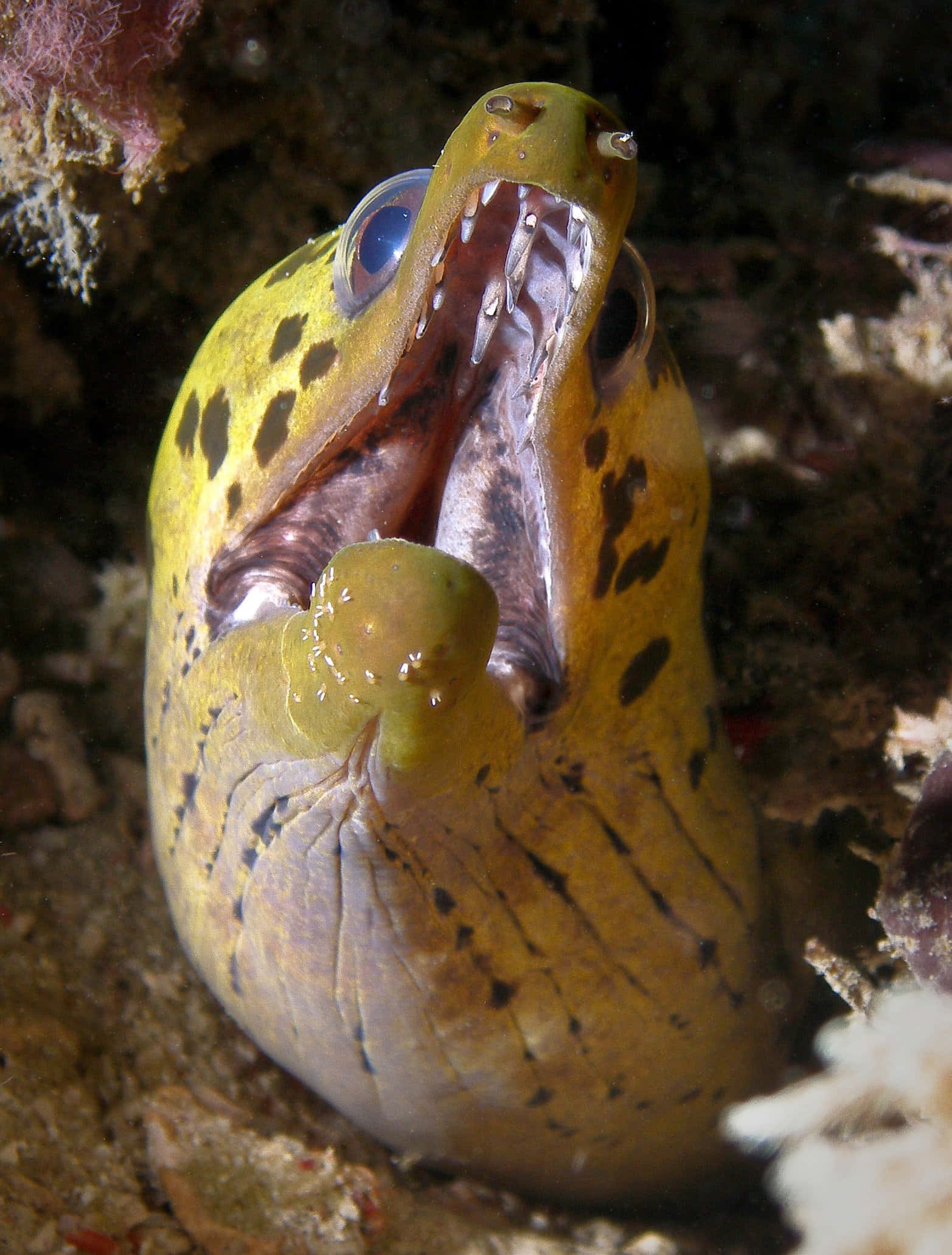 yellow moray eel, open mouth, sharp teeth, Full HD Phone Wallpaper