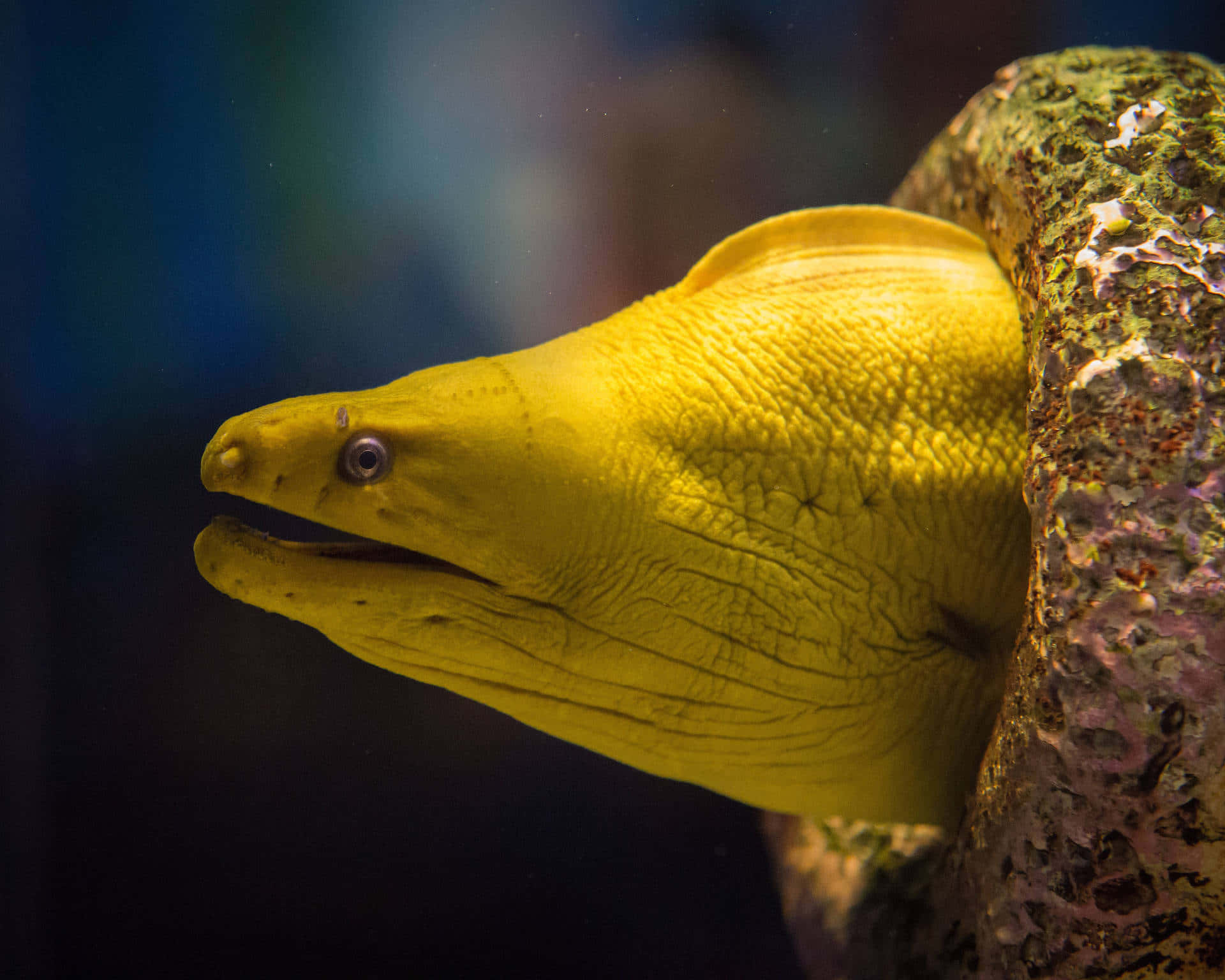 vibrant yellow moray eel, textured coral rock, deep blue water, Full HD Desktop Wallpaper