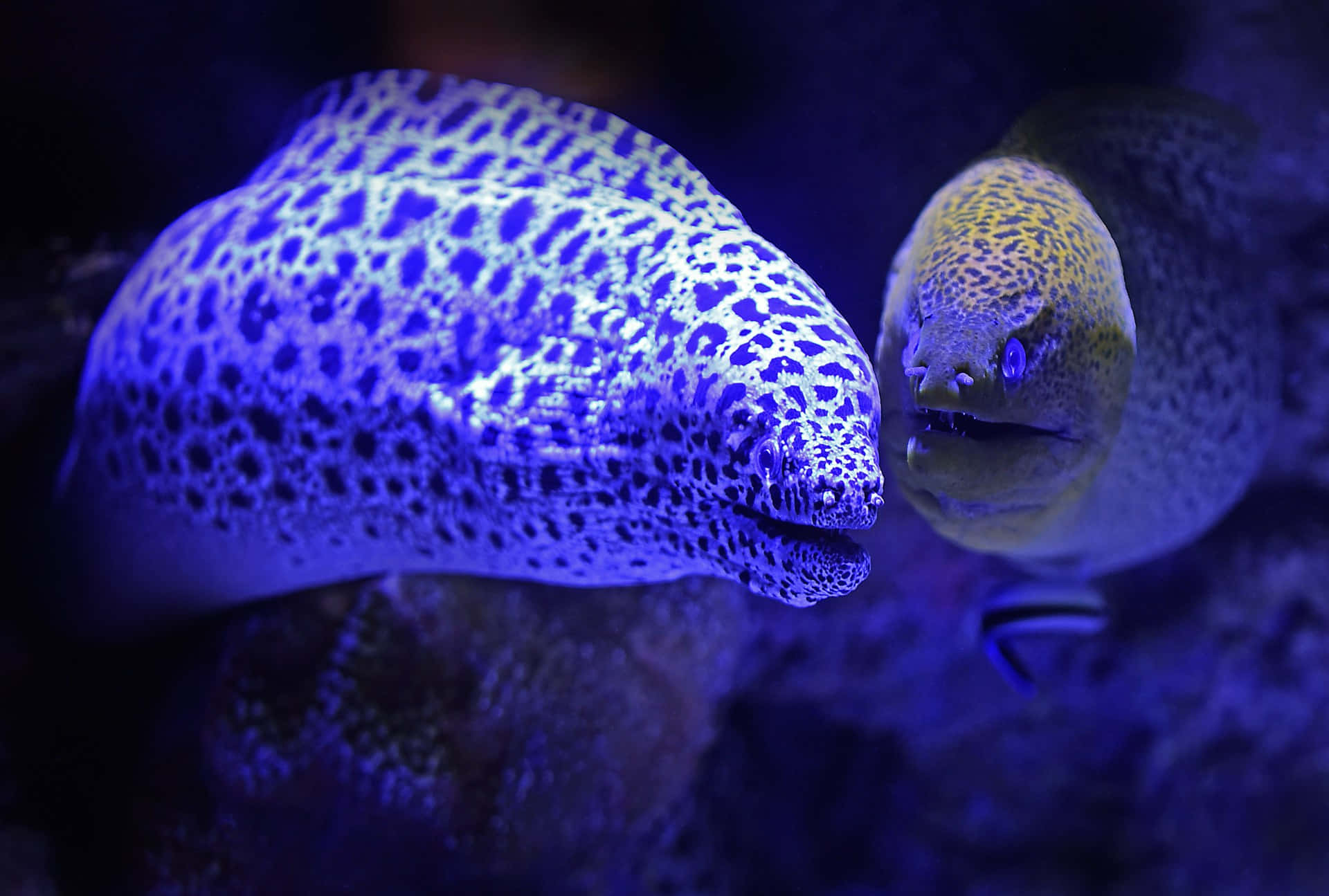 moray eel, spotted patterns, blue light, Full HD Desktop Wallpaper