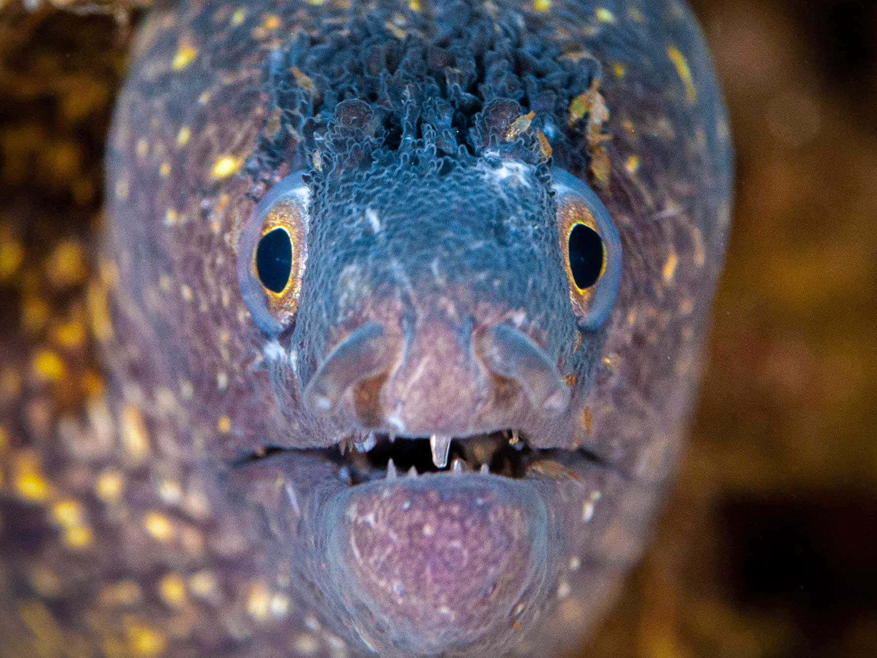 spotted moray eel, golden eyes, bared teeth, HD Desktop Wallpaper