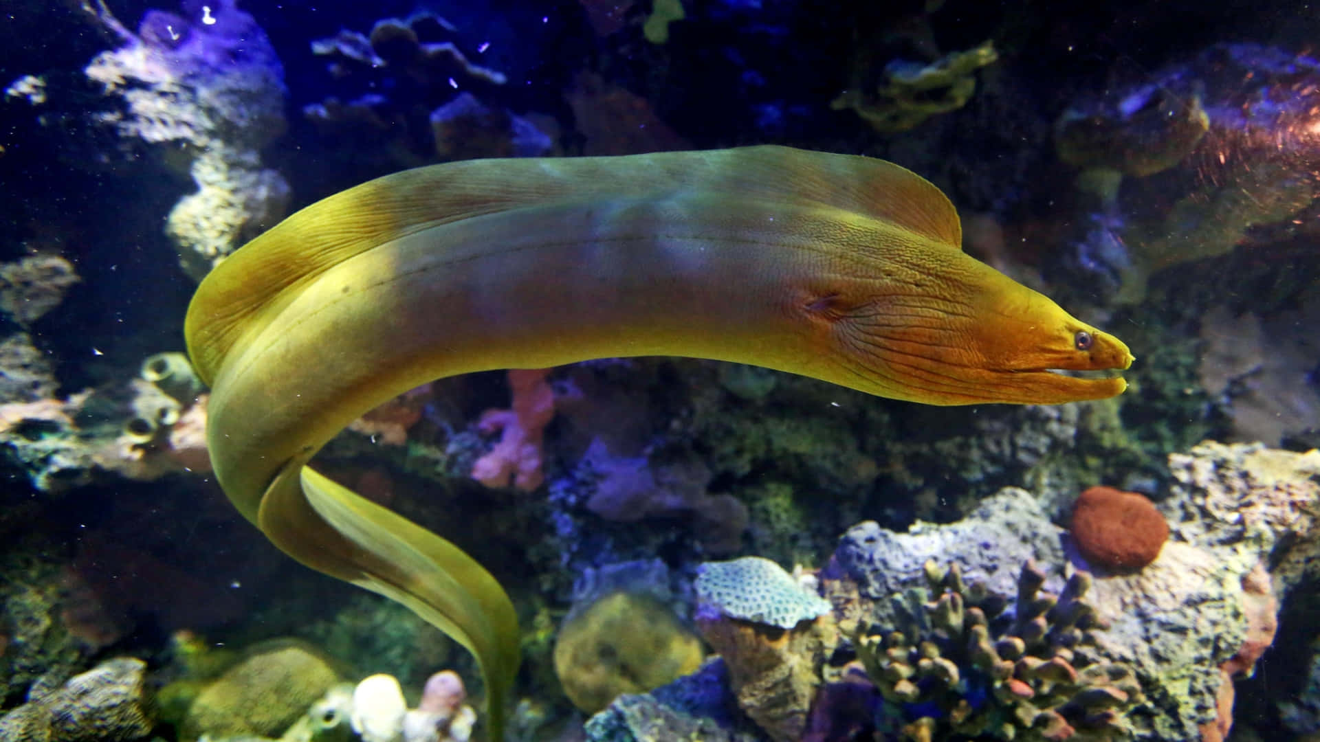 yellow moray eel, aquarium, vibrant coral reef, Full HD Desktop Wallpaper