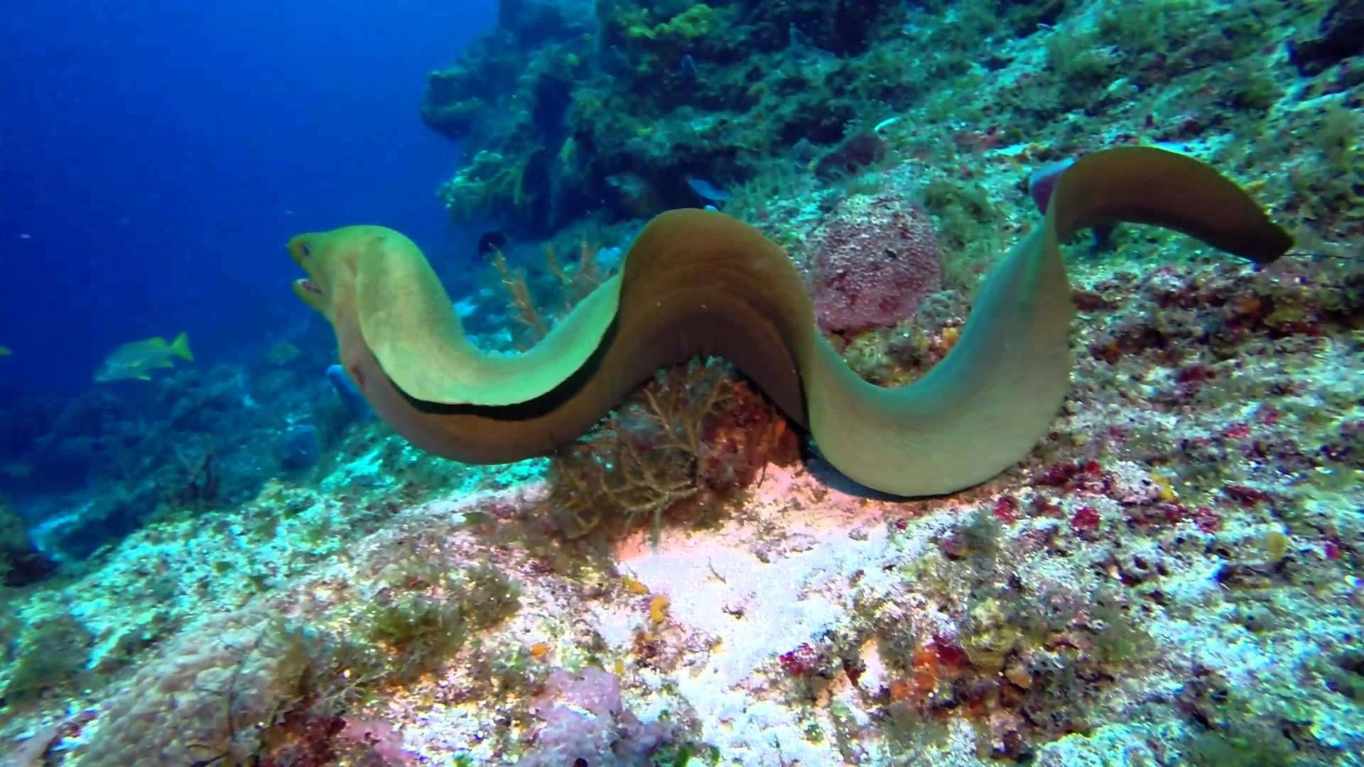 moray eel, coral reef, green moray eel, Full HD Desktop Wallpaper