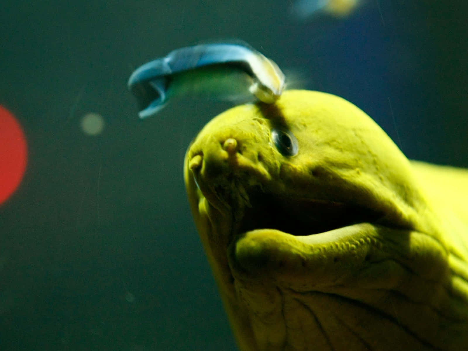 yellow moray eel, bright yellow, small blue fish, HD Desktop Wallpaper