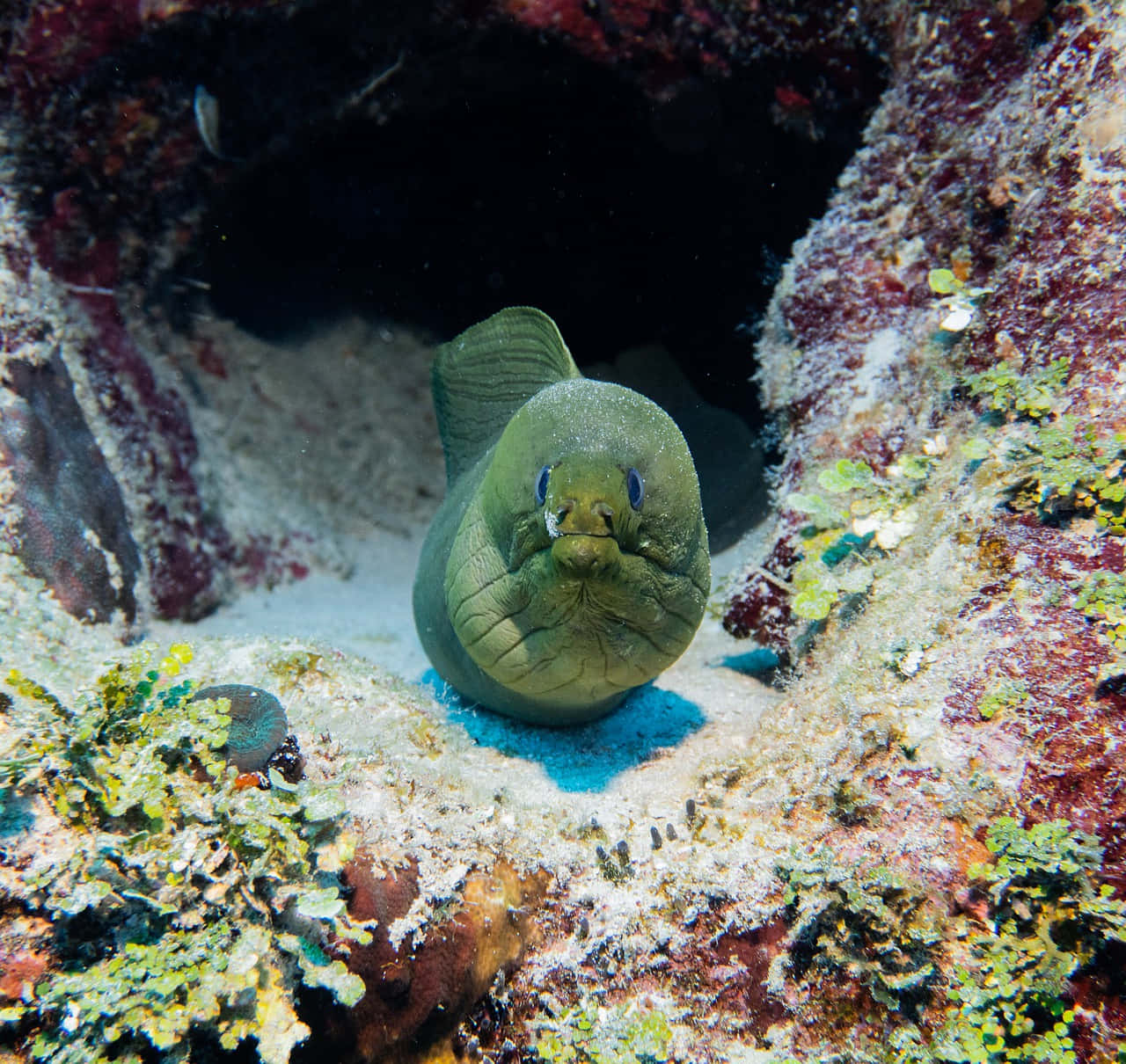 green moray eel, coral crevice, clear tropical waters, HD Desktop Wallpaper