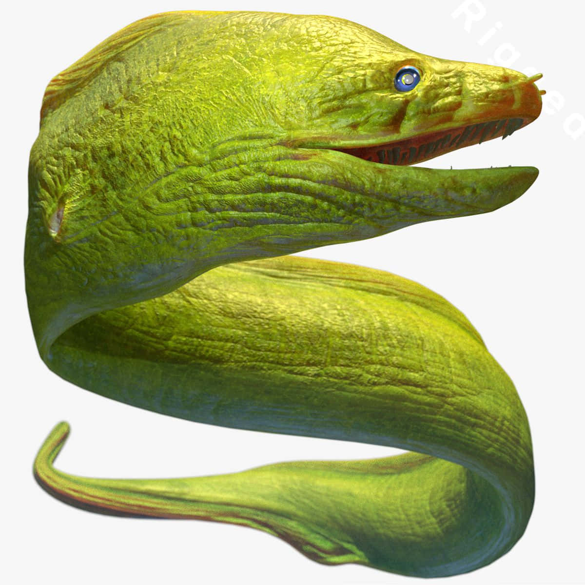green moray eel, striking blue eye, plain white background, SD Desktop Wallpaper