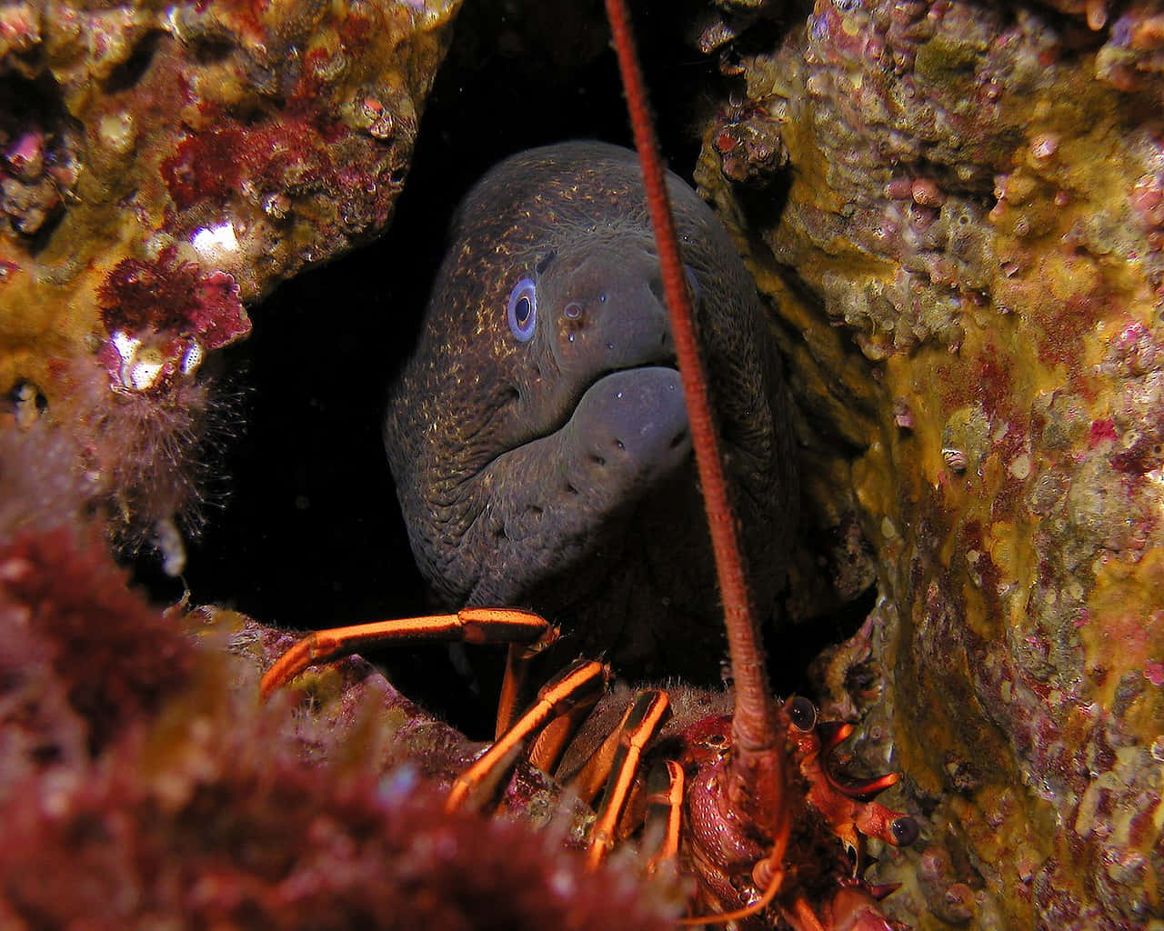 moray eel, coral crevice, bright orange lobster, HD Desktop Wallpaper