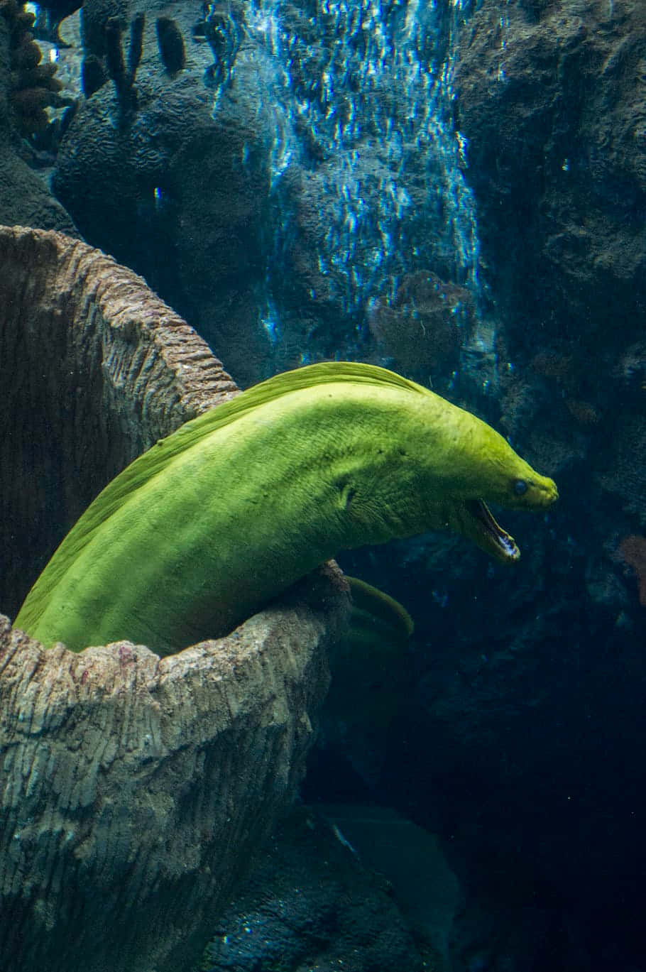 deep sea moray eel, vibrant green, rocky ledge, HD Phone Wallpaper