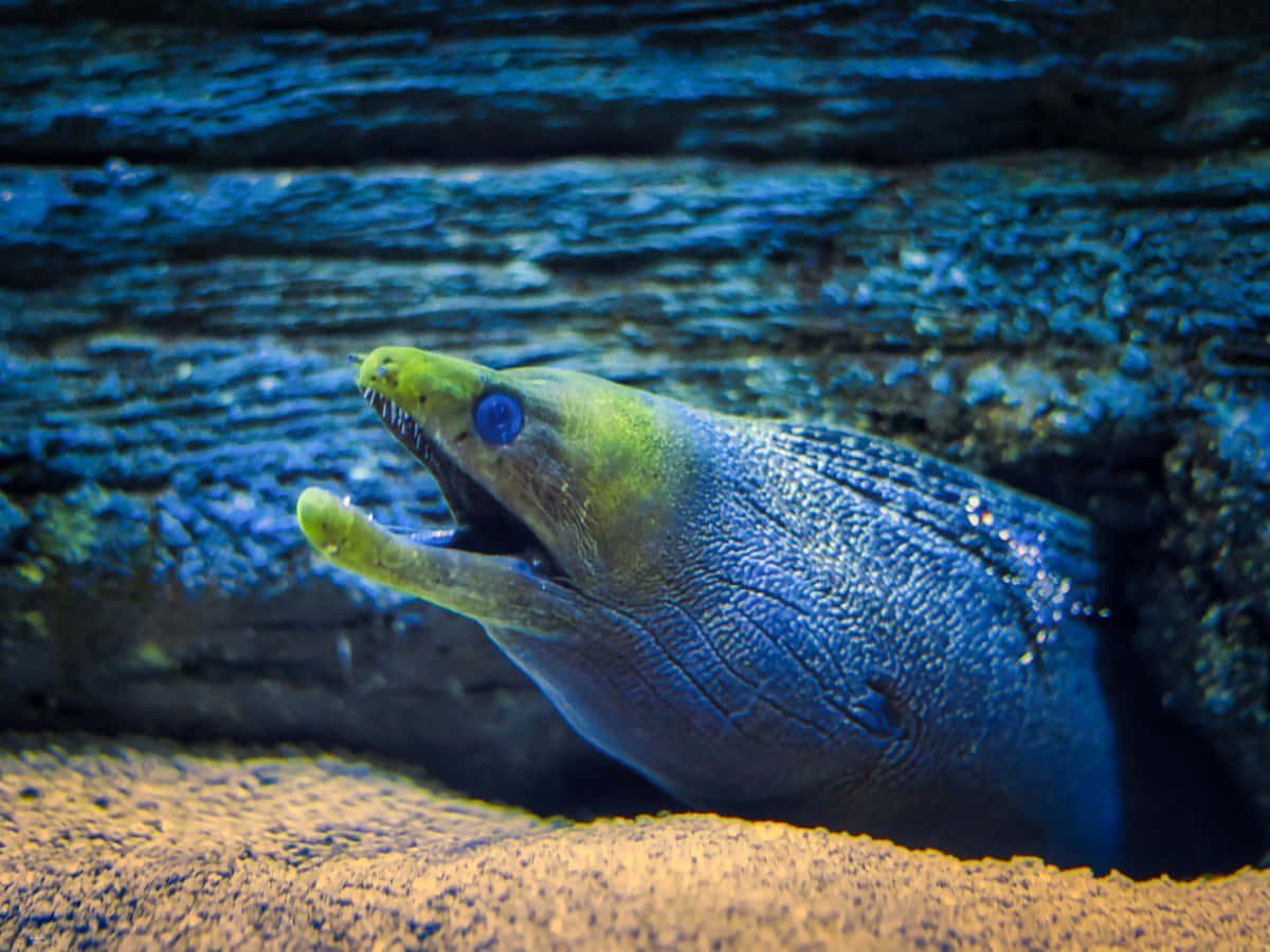 green moray eel, blue eye, rocky crevice, SD Desktop Wallpaper