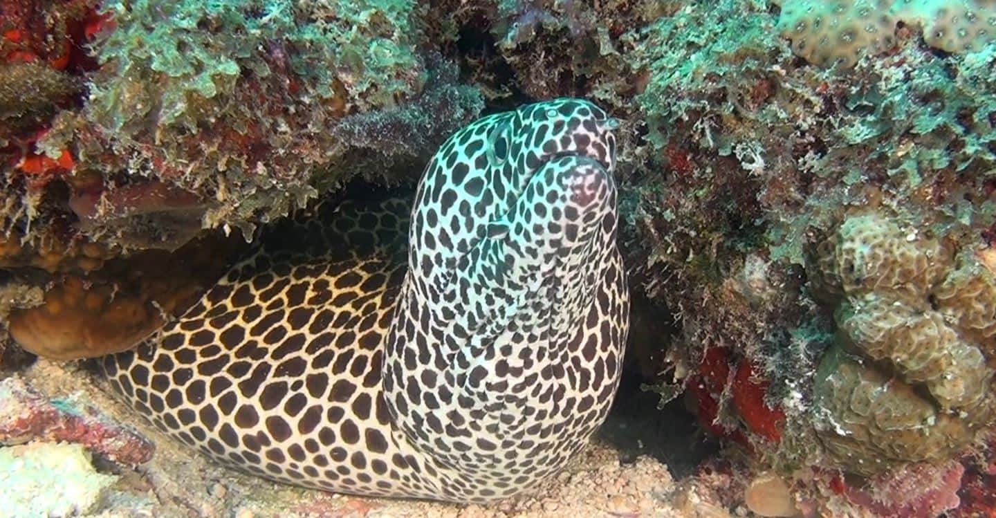 spotted moray eel, coral crevice, vibrant underwater reef, HD Desktop Wallpaper
