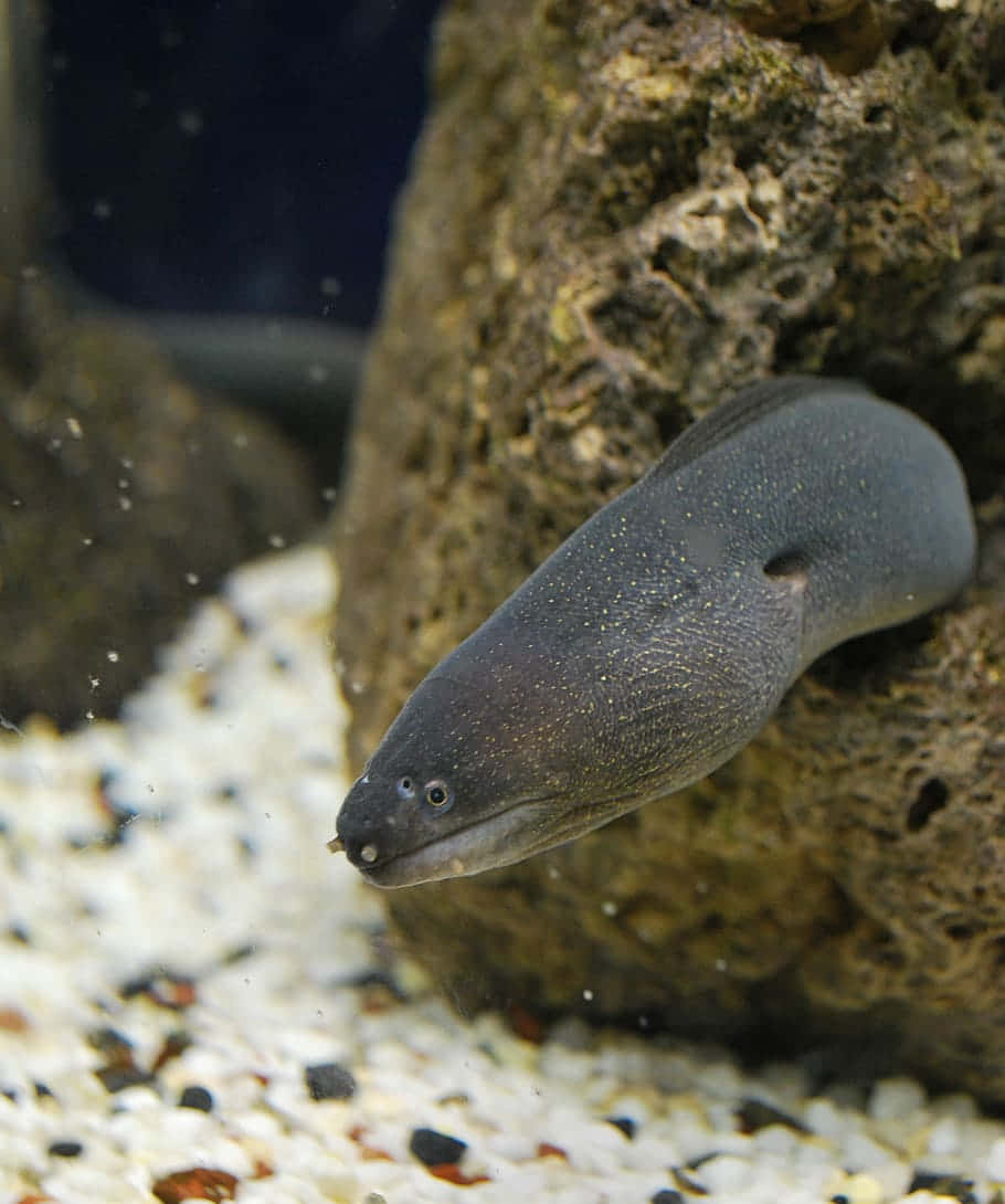 moray eel, aquarium, rocky crevice, SD Phone Wallpaper