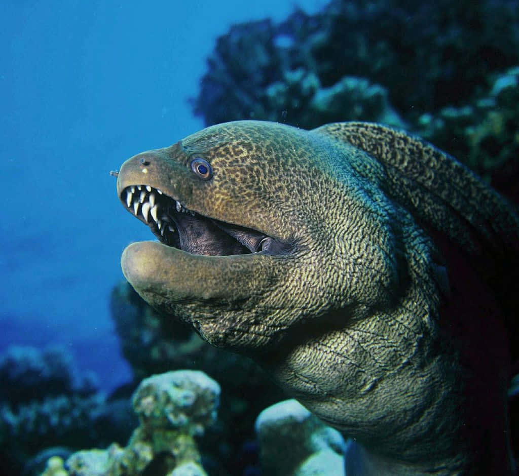 moray eel, coral, deep blue ocean water, SD Desktop Wallpaper
