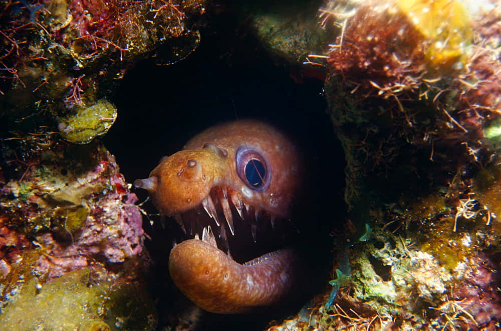 moray eel, rocky crevice, coral crevice, SD Desktop Wallpaper