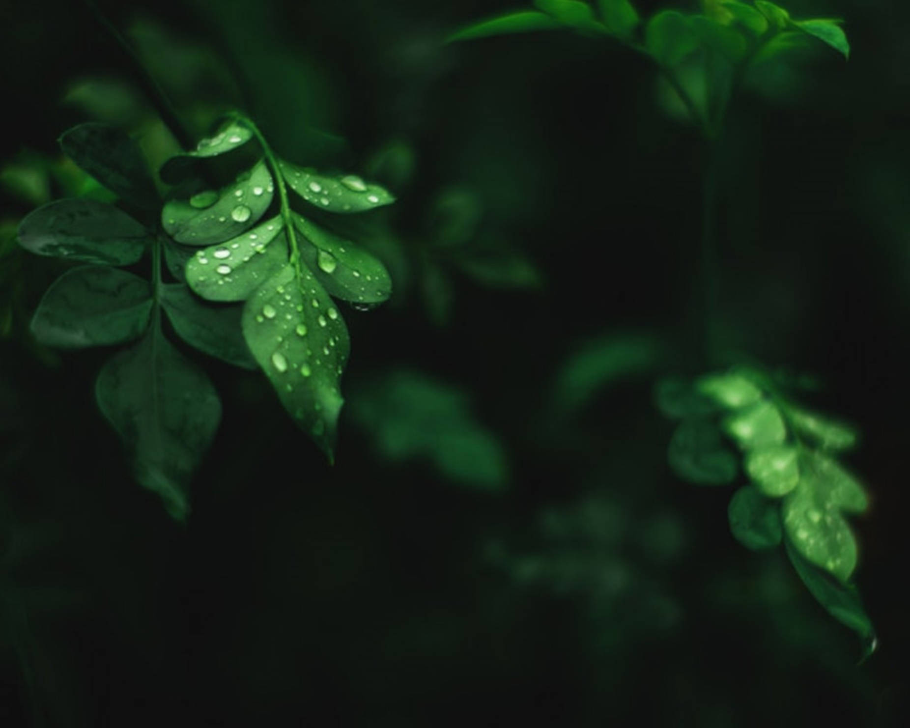 moringa leaves, water droplets, vibrant green leaves, HD Desktop Wallpaper