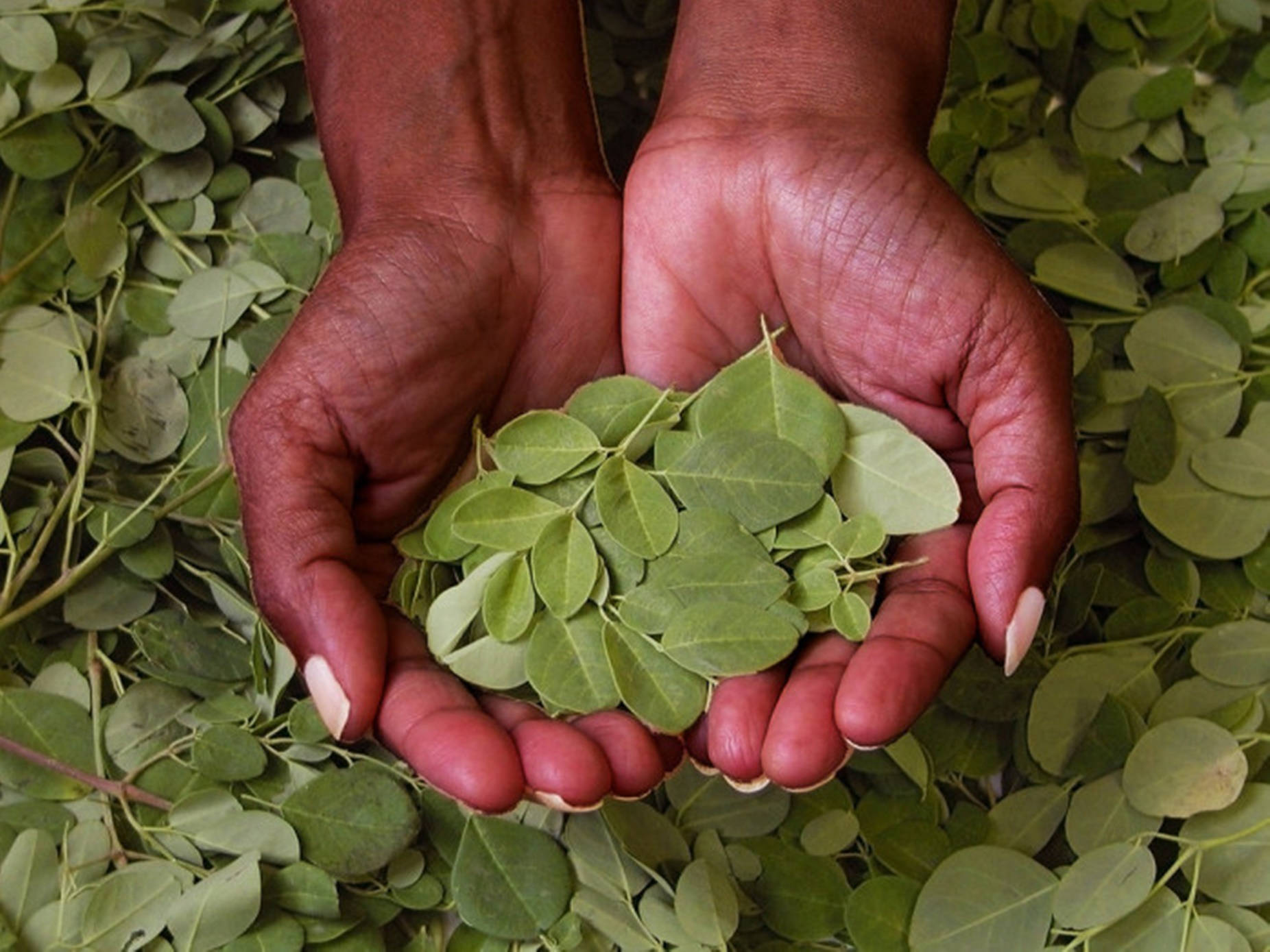 Moringa, fresh green leaves, dark-skinned hands, HD Desktop Wallpaper
