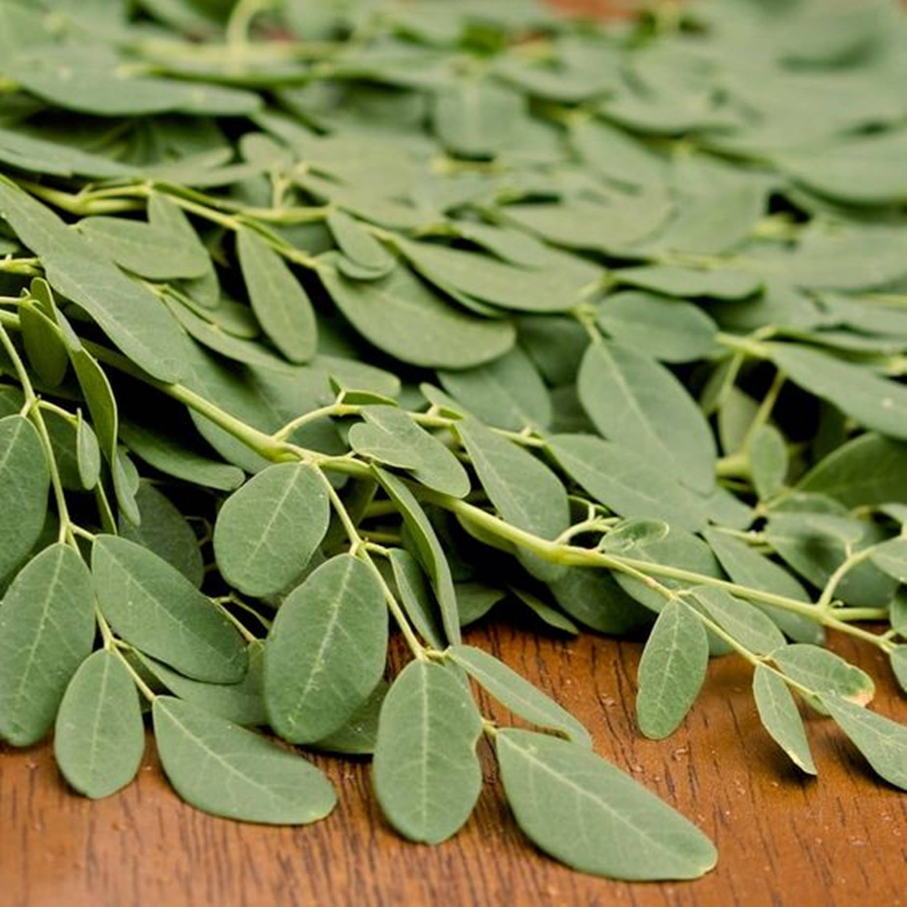 moringa plant, fresh green moringa leaves, warm wooden surface, HD Desktop Wallpaper