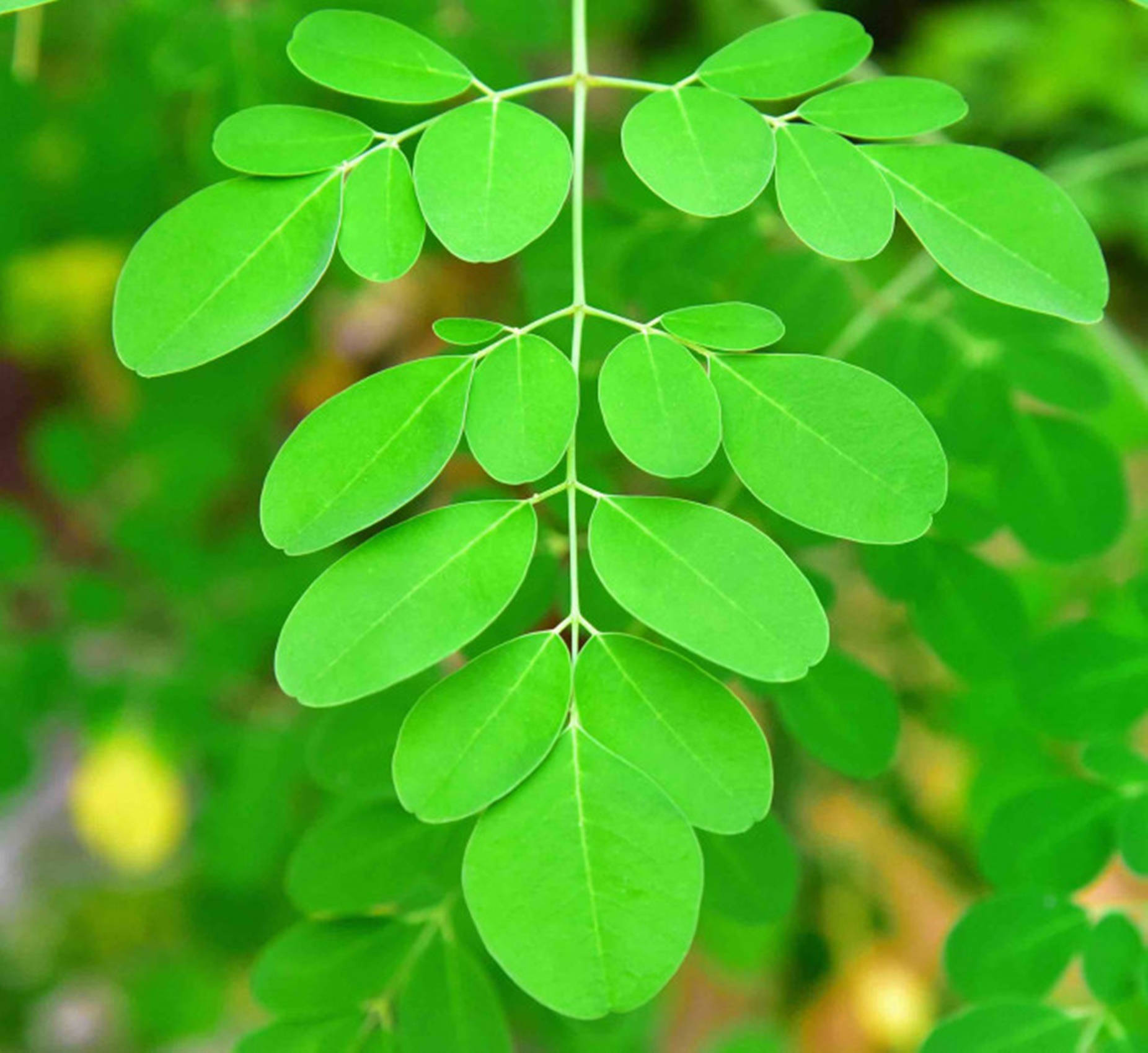 Moringa, fresh moringa leaves, compound foliage, HD Desktop Wallpaper
