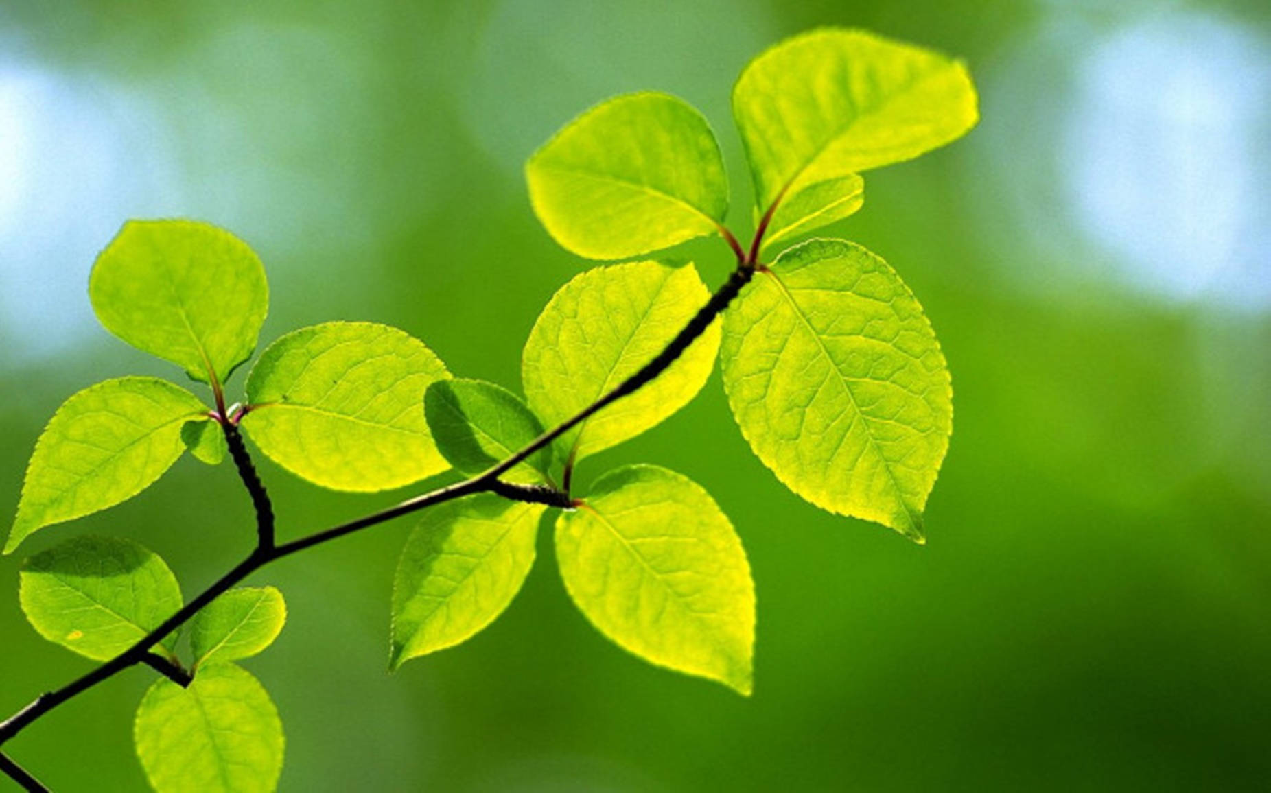 moringa leaves, lime-green, sunlit, HD Desktop Wallpaper