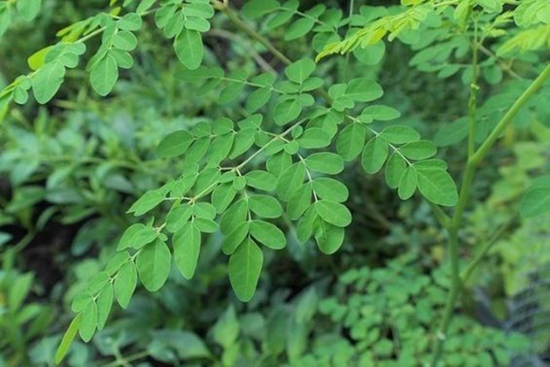 moringa plant leaves, vibrant green, delicate veins, HD Desktop Wallpaper
