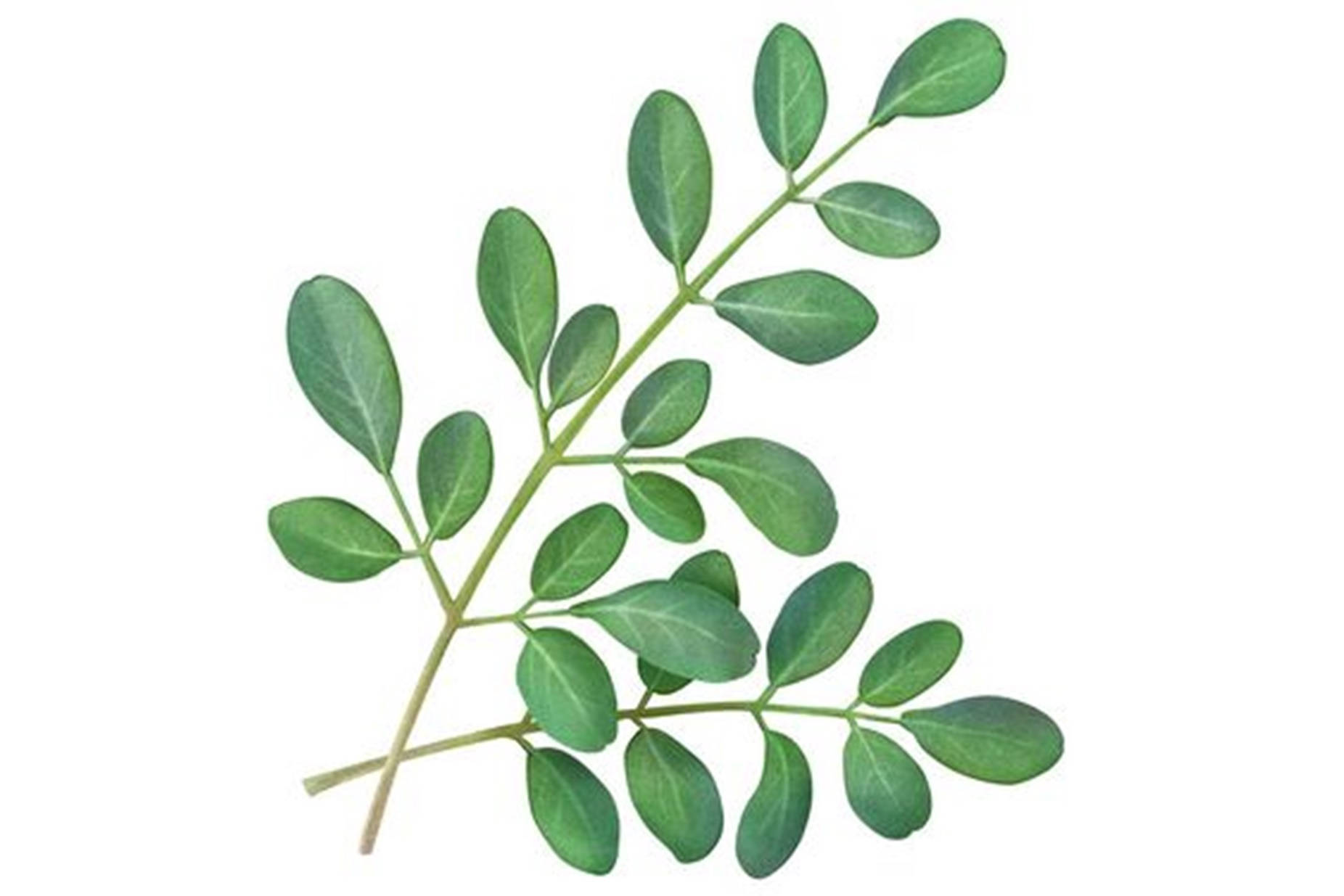 artificial moringa plant, vibrant green leaves, smooth oval shapes, HD Desktop Wallpaper