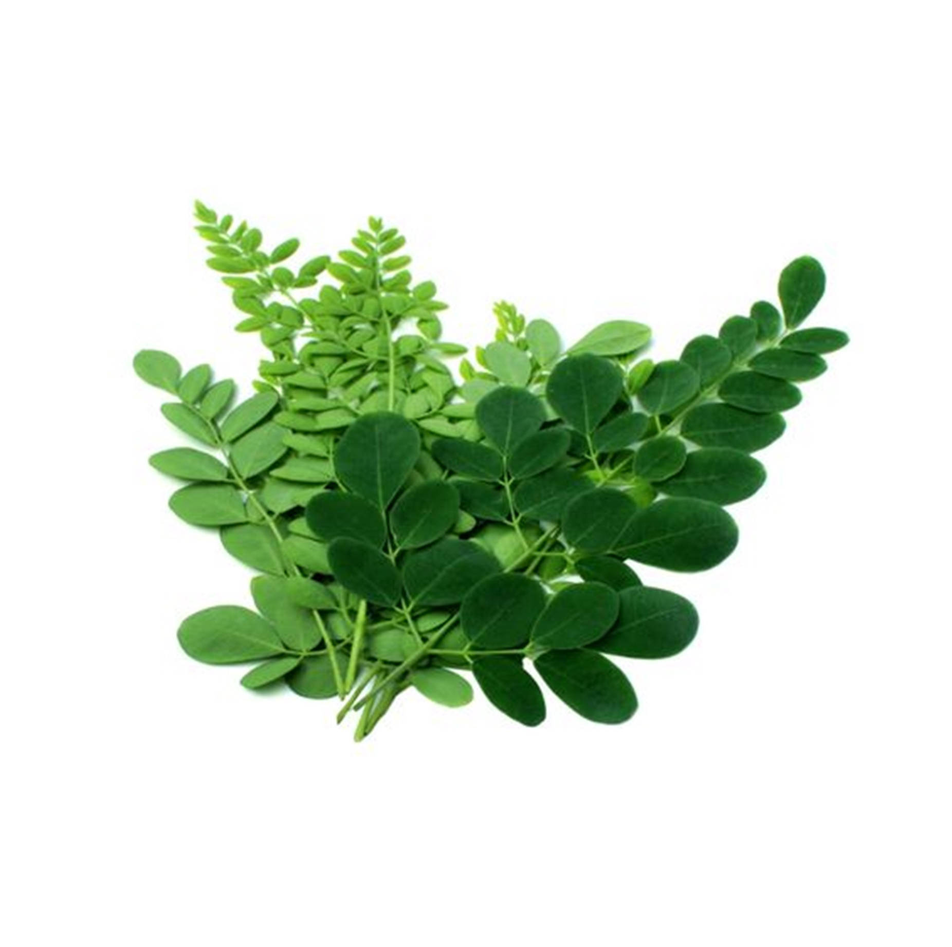 moringa plant, fresh green moringa leaves, stark white background, HD Desktop Wallpaper