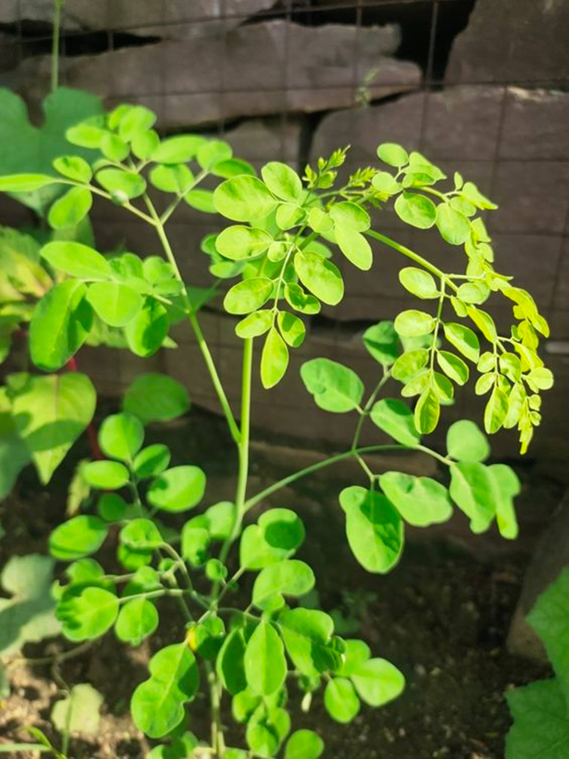 Moringa, compound leaves, garden, Full HD Phone Wallpaper