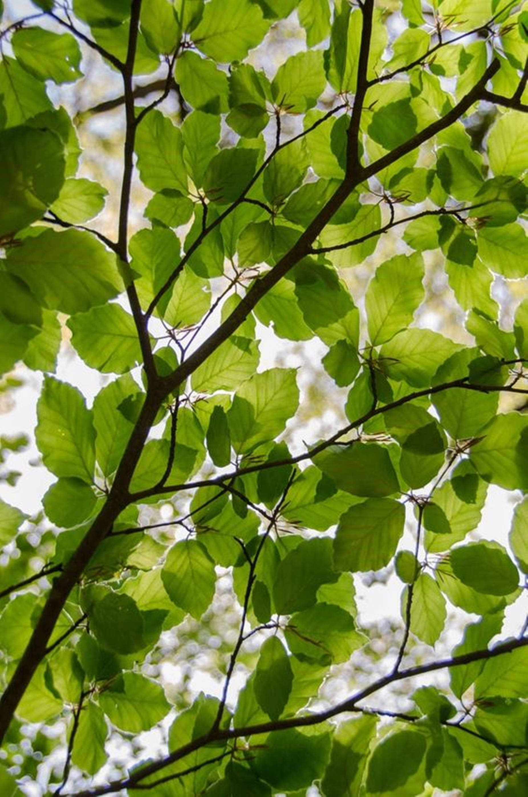 Moringa Tree, vibrant green leaves, dark branches, 2K Phone Wallpaper