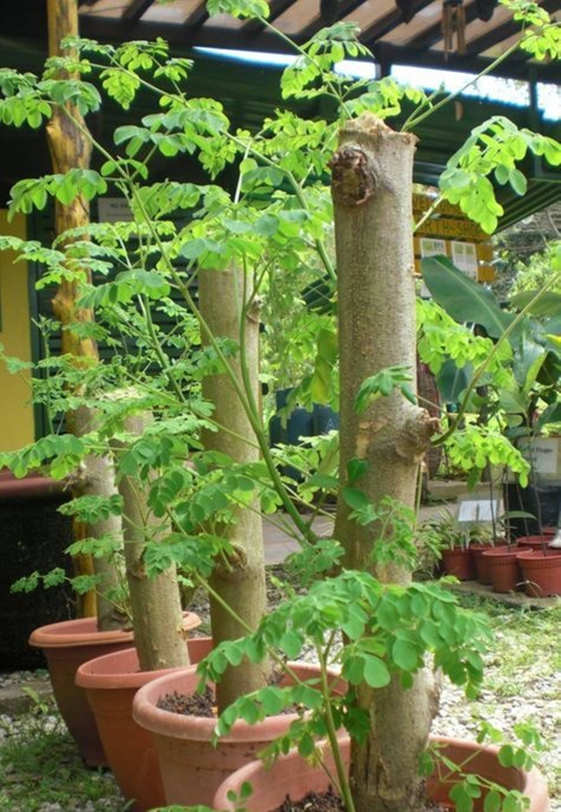 potted moringa plants, tall potted moringa trees, lush green leaves, 2K Phone Wallpaper