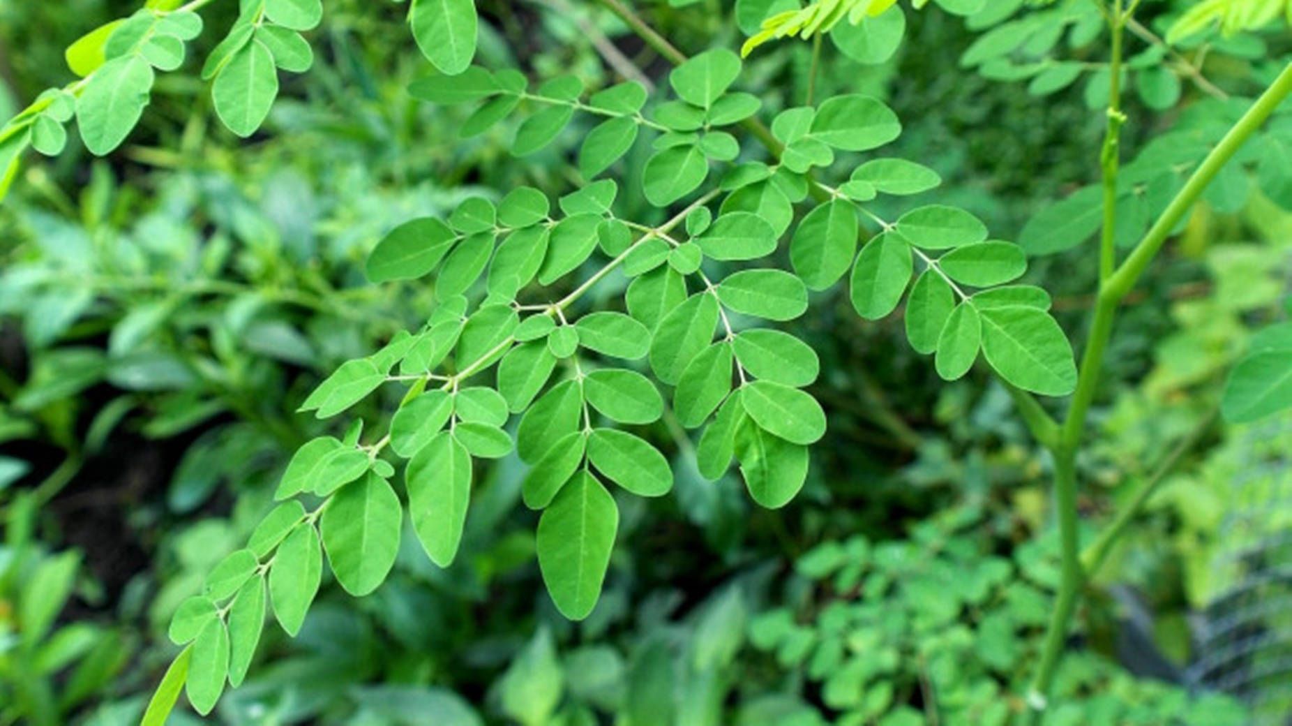 vibrant green moringa leaves, delicate veins, softly blurred garden background, HD Desktop Wallpaper