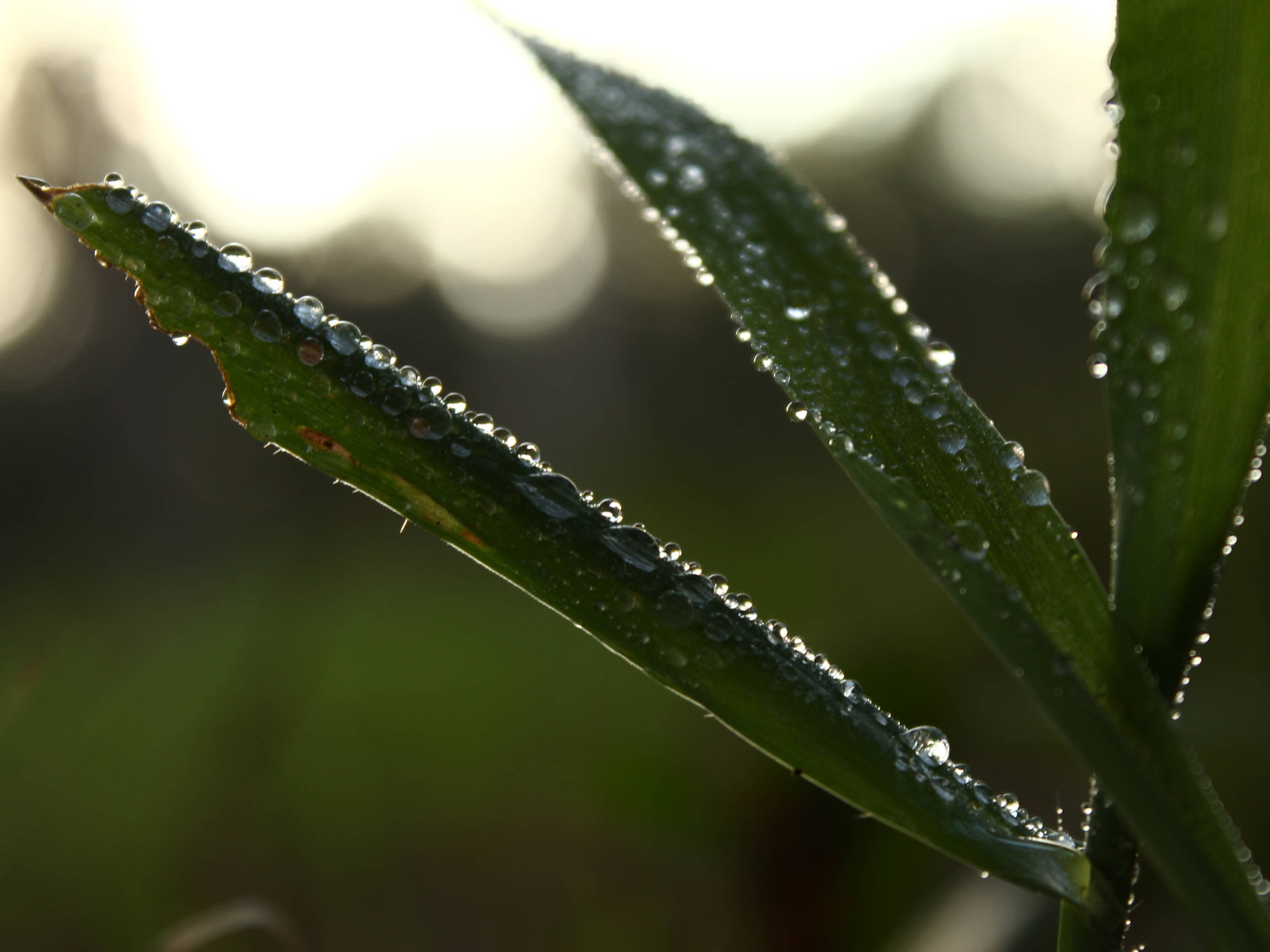 Morning City, wet leaves, sunlight, Full HD Desktop Wallpaper