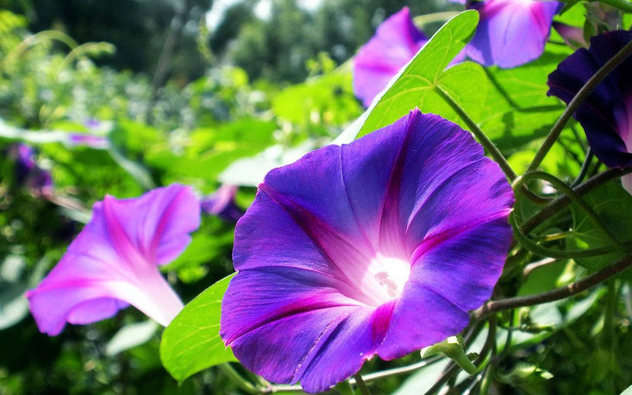 morning glory, vibrant purple, radiant center glow, HD Desktop Wallpaper