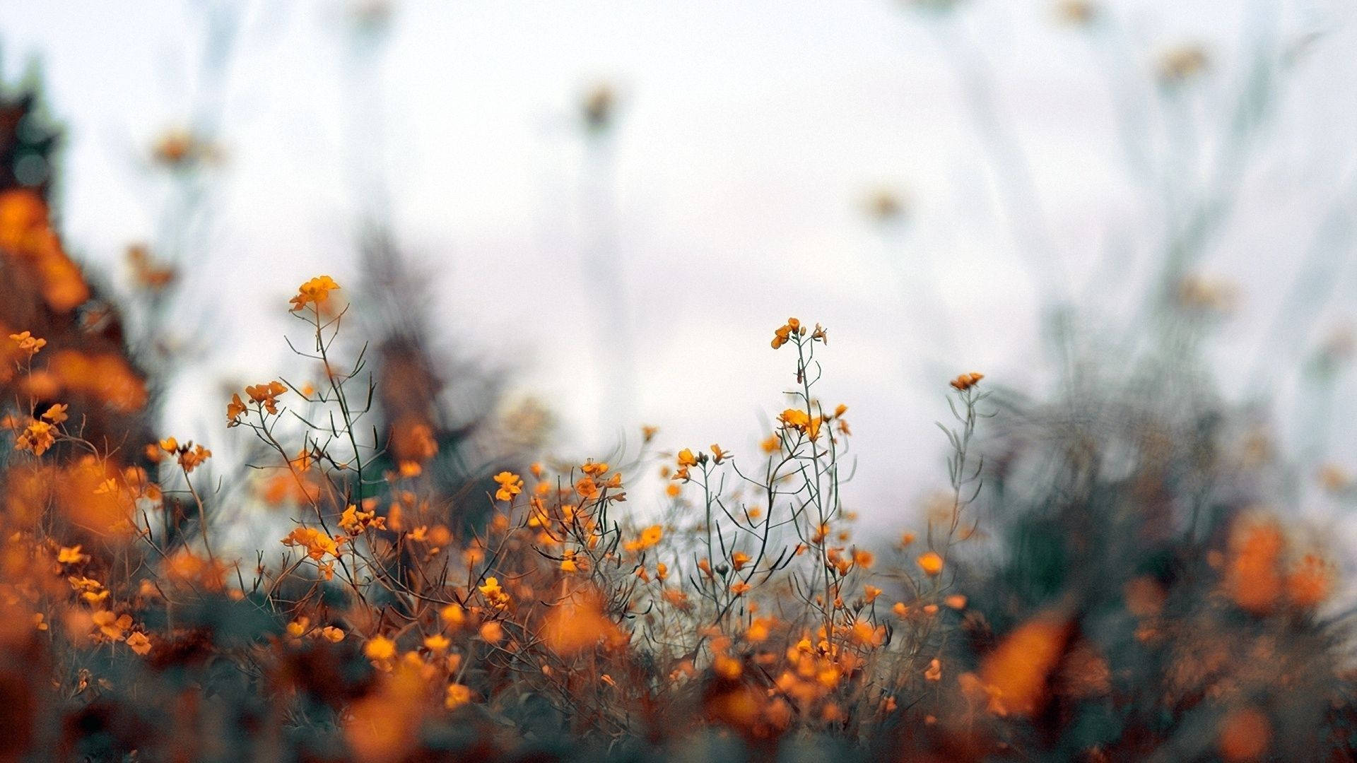 orange blossom, morning glory, vibrant orange wildflowers, Full HD Desktop Wallpaper