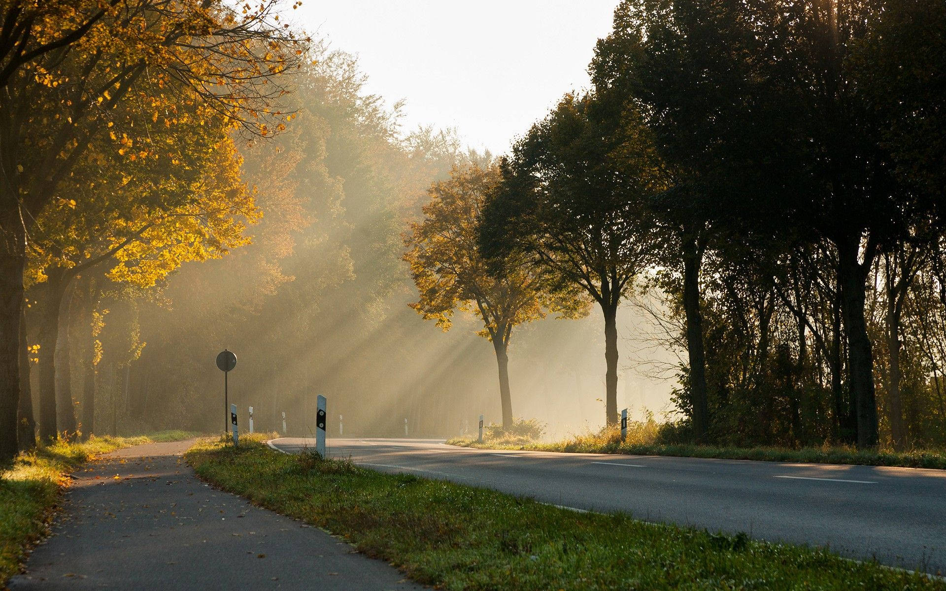 Man-Made Forest Trees, Morning Glory, golden autumn trees, Full HD Desktop Wallpaper