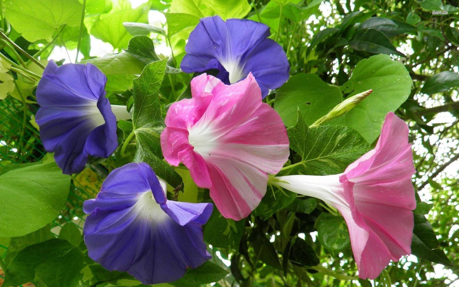 pink pansies, morning glory, vibrant purple, Full HD Desktop Wallpaper