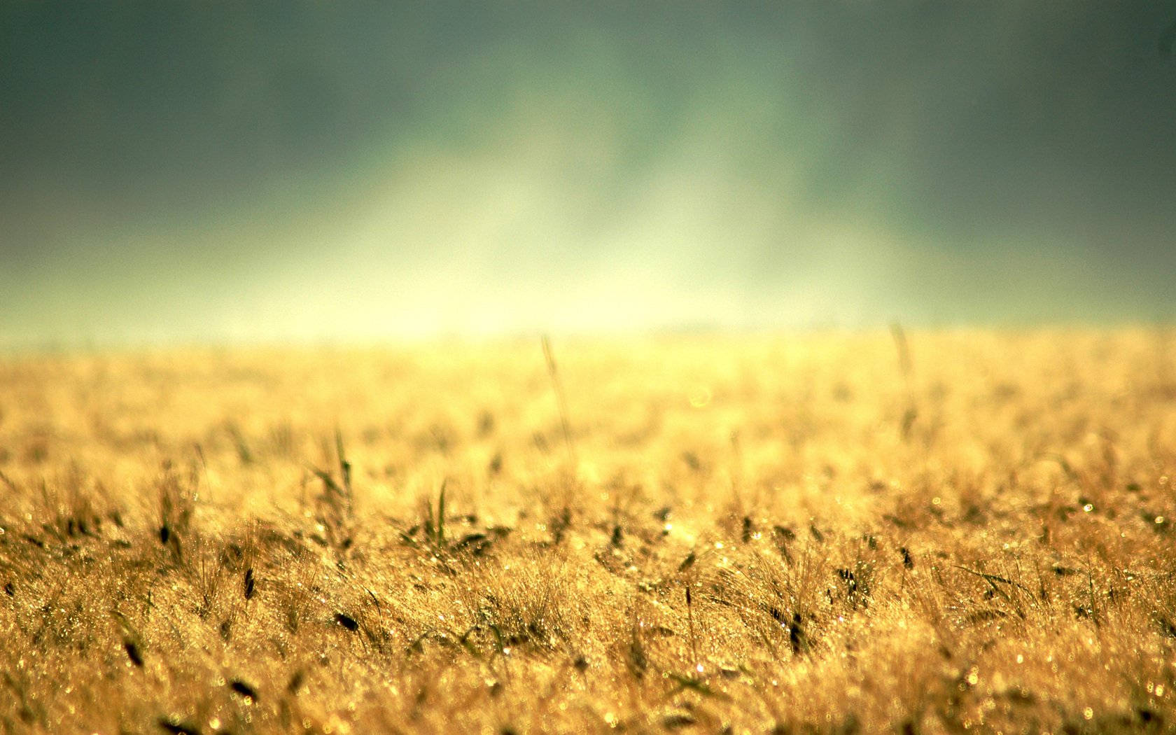 morning glory, golden wheat field, warm sunrise light, HD Desktop Wallpaper