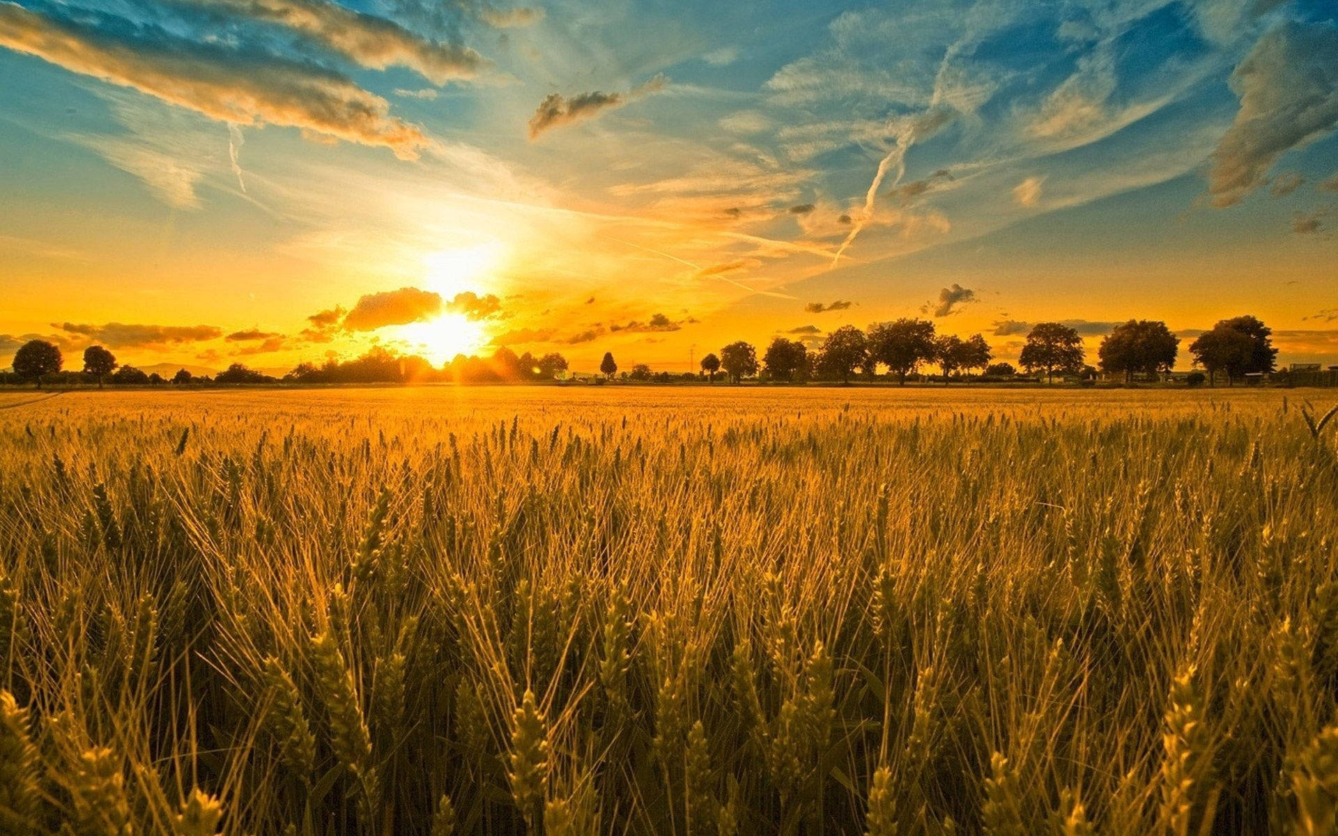 morning glory, grain field, golden wheat field, Full HD Desktop Wallpaper