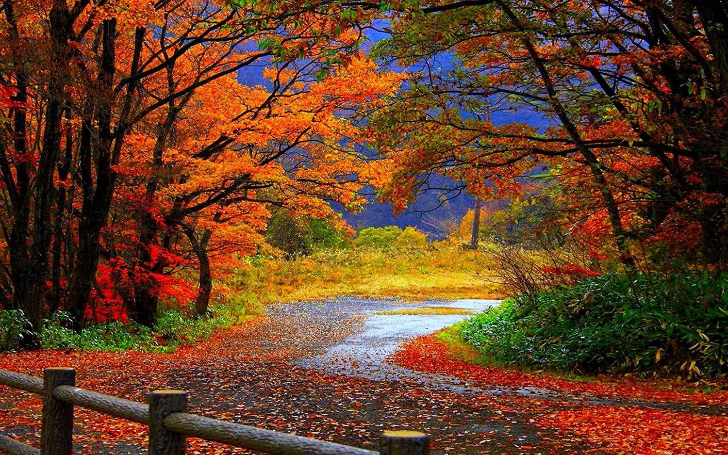 autumn season, morning glory, fiery red, HD Desktop Wallpaper