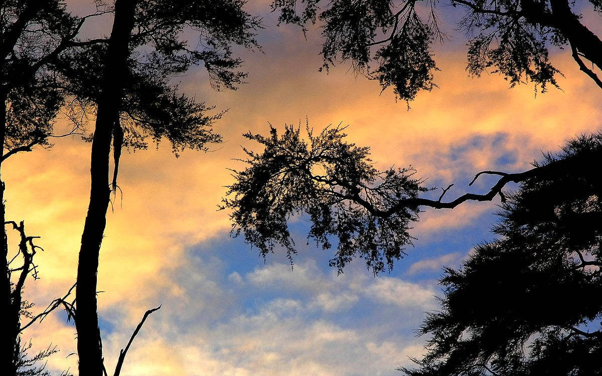tall trees, silhouette, vibrant sunset, SD Desktop Wallpaper