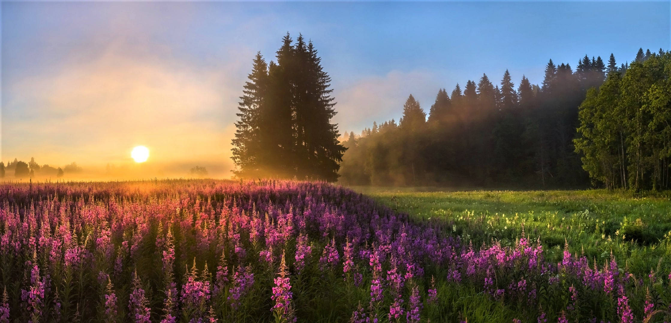 purple garden, morning glory, sunrise, Full HD Desktop Wallpaper